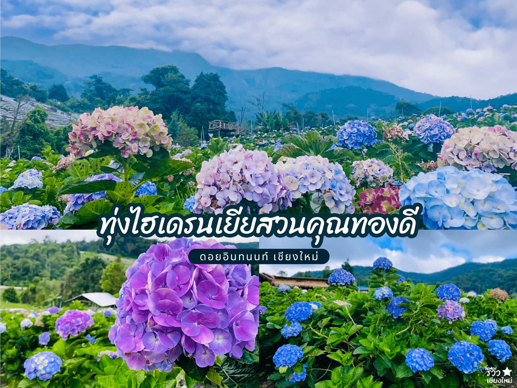 reviewchaingmai, ที่เที่ยว เชียงใหม่, ที่เที่ยวแม่ริมเชียงใหม่, ทุ่งดอกไม้ เชียงใหม่, สวนดอกไม้ในเชียงใหม่, ไปเชียงใหม่, แจกพิกัด 8 สวนดอกไม้ในเชียงใหม่ ถ่ายรูปปังรับลมหนาว