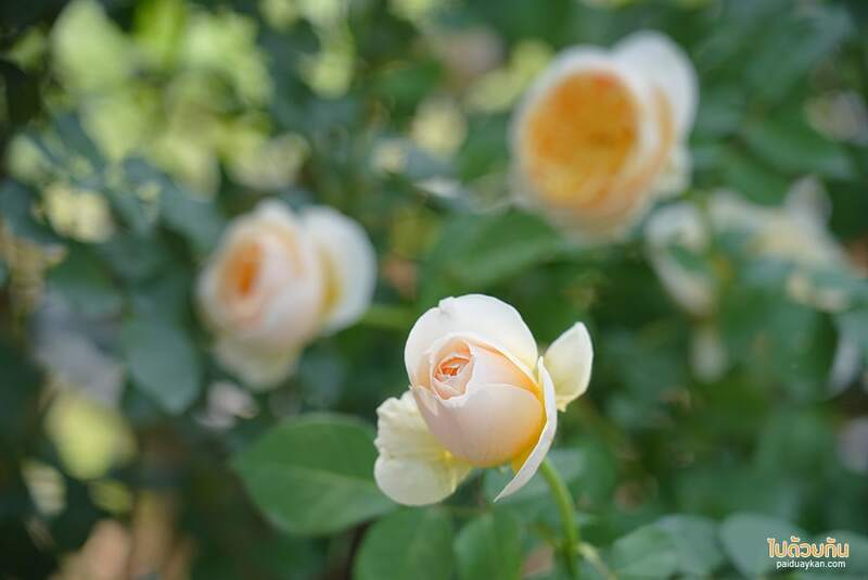 ม่อนแจ่ม, คาเฟ่ม่อนแจ่ม, fleur cafe คาเฟ่แม่ริม ในสวนสไตล์ยุโรป ดอกกุหลาบสวยมาก