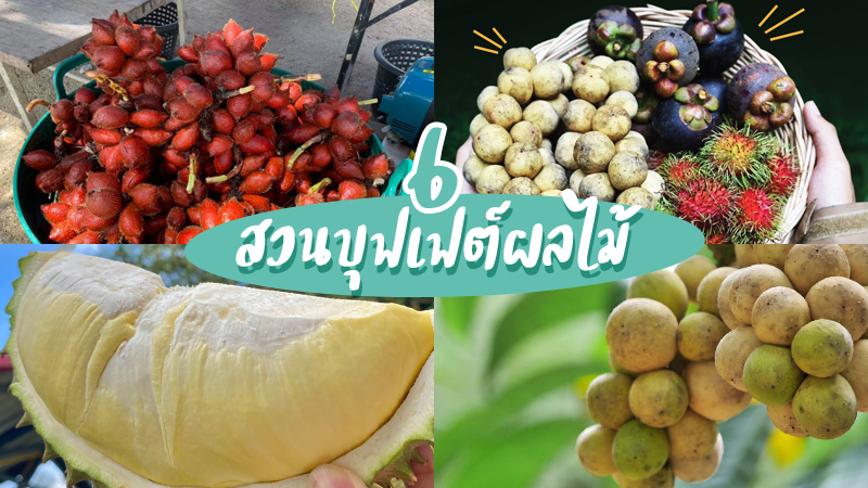 Top 6+ สวนบุฟเฟต์ผลไม้ 2024 บุฟเฟต์ทุเรียน ราคาเดียวกินได้ไม่มีอั้น