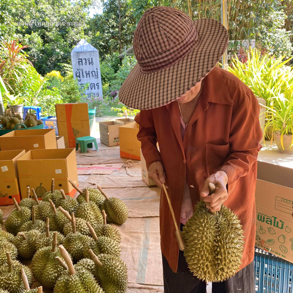 ระยอง, top 6+ สวนบุฟเฟต์ผลไม้ 2024 บุฟเฟต์ทุเรียน ราคาเดียวกินได้ไม่มีอั้น