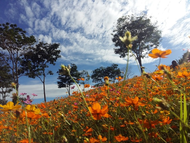 b.n. farm, จุดชมวิววัดกองเนียม, ตะเคียนโง๊ะ, ถนนคนเดินไทหล่ม, ที่ทำการไปรษณีย์เขาค้อ, ที่เที่ยวเพชรบูรณ์, ที่เที่ยวเพชรบูรณ์ 2023, ที่เที่ยวเพชรบูรณ์ 2566, ทุ่งกังหันลมเขาค้อ, น้ำตกศรีดิษฐ์, พระบรมธาตุเจดีย์กาญจนาภิเษก, พระพุทธมหาธรรมราชาเฉลิมพระเกียรติ, พิพิธภัณฑ์อาวุธเขาค้อ, ภูทับเบิก, ภูหินร่องกล้า, ภูแผงม้า, วัดกองเนียม, วัดธรรมยาน, วัดพระธาตุผาซ่อนแก้ว, สกายวอล์คภูเลิศ, สะพานพ่อขุนผาเมือง, สะพานห้วยตอง, อุทยานแห่งชาติตาดหมอก, อุทยานแห่งชาติทุ่งแสลงหลวง, อุทยานแห่งชาติน้ำหนาว, เขาค้อ, เขาค้อ 2023, เขาตะเคียนโง๊ะ, เที่ยวเพชรบูรณ์, เพชรบูรณ์, แก่งบางระจัน, ไร่ gb เขาค้อ, ไร่ บี.เอ็น. ฟาร์ม, ไร่จีบี เขาค้อ, top 20+ ที่เที่ยวเพชรบูรณ์ [กรกฎาคม 2024] สัมผัสทะเลหมอกสุดฟิน เที่ยวชมดินแดนแห่งธรรมชาติ