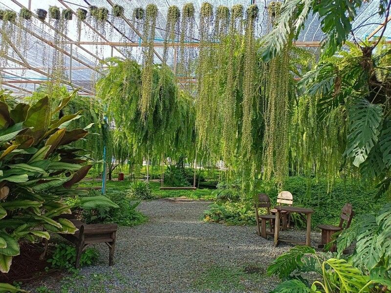 anacolly cafe’ & bistro, flower house cafe & bistro, lopburi zoo, the best ferns thailand, tong’au cafe & restaurant, กระเพรา & coffee, กางเต็นท์ ลพบุรี, คาเฟ่ลพบุรี, คุ้งท่าเลา, งานวัง ลพบุรี, งานวัง ลพบุรี 2567, งานแผ่นดินสมเด็จพระนารายณ์มหาราช, จุดชมวิวเขาพระยาเดินธง, ตลาดวิถีชุมชนคนโคกตูม, ตองอู คาเฟ่, ที่เที่ยวลพบุรี, ที่เที่ยวลพบุรี 2023, ที่เที่ยวลพบุรี 2024, ที่เที่ยวลพบุรี 2566, ที่เที่ยวลพบุรี 2567, ที่เที่ยวลพบุรี ธรรมชาติ, ที่เที่ยวลพบุรี ใกล้ฉัน, ที่เที่ยวใกล้ฉัน, ทุ่งทานตะวัน ลพบุรี, ทุ่งทานตะวันเขาจีนแล, ทุ่งทานตะวันแห่งแรกของไทย, น้ำตกวังก้านเหลือง, บ้านดินมดแดง, ปรางค์สามยอด, ปางแสดงธรรมจักรขนาดใหญ่ที่สุดในประเทศไทย, พระนารายณ์ราชนิเวศน์, พระปรางค์สามยอด, ภูซับเหล็ก, ภูซับเหล็ก ลพบุรี, รถไฟกลางน้ำ, ลพบุรี, ลพบุรี 2567, ละโว้, วัดคุ้งท่าเลา, วัดถ้ำเขาปรางค์, วัดพระศรีรัตนมหาธาตุ, วัดพระศรีรัตนมหาธาตุ ลพบุรี, วัดหนองนา, วัดหนุมานม่วง, วัดห้วยแก้ว, วัดเขาวงพระจันทร์, สวนดอกไม้ ลพบุรี, สวนสัตว์ ลพบุรี, สวนเฟิร์นไร่ทรัพย์ประยูร, สะพานกลางน้ำ ลพบุรี, สะพานผุดกลางน้ำ, สะพานผุดเขื่อนป่าสักชลสิทธิ์, อนาคอลลี่ คาเฟ่ แอนด์ บิสโทร, เขาพระยาเดินธง, เขาวงพระจันทร์, เขื่อนป่าสัก, เขื่อนป่าสักชลสิทธิ์, เจดีย์มหาเมตารัตนะรังษี, เจดีย์เก้ายอด ลพบุรี, เทศกาลนมัสการรอยพระพุทธบาท 2567, เที่ยวลพบุรี, เที่ยวลพบุรี 2567, top 20+ ที่เที่ยวลพบุรี [กรกฎาคม 2024] ชมศิลปะโบราณแสนงดงาม ทุ่งทานตะวันบานสะพรั่งสดใส