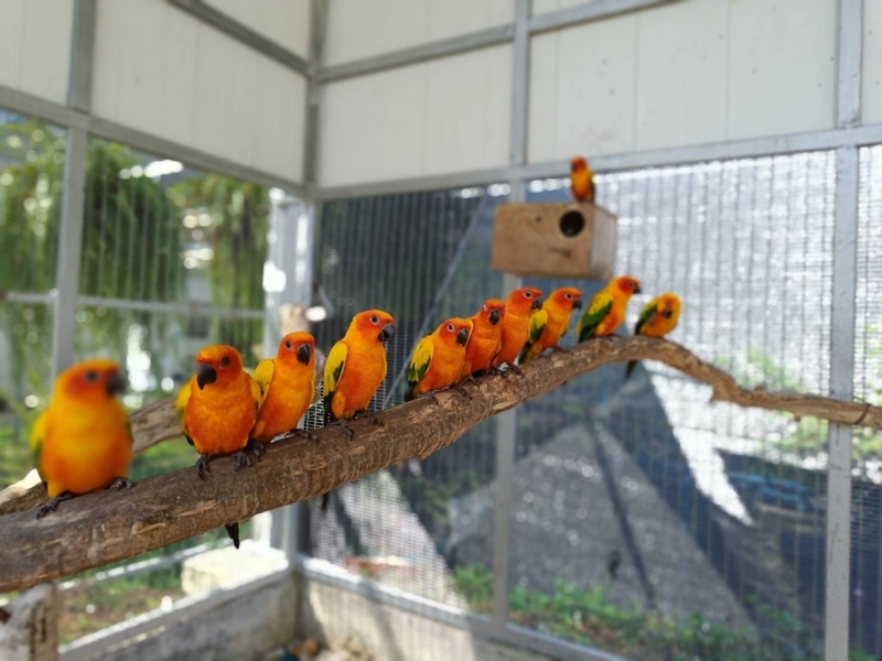 anacolly cafe’ & bistro, flower house cafe & bistro, lopburi zoo, the best ferns thailand, tong’au cafe & restaurant, กระเพรา & coffee, กางเต็นท์ ลพบุรี, คาเฟ่ลพบุรี, คุ้งท่าเลา, งานวัง ลพบุรี, งานวัง ลพบุรี 2567, งานแผ่นดินสมเด็จพระนารายณ์มหาราช, จุดชมวิวเขาพระยาเดินธง, ตลาดวิถีชุมชนคนโคกตูม, ตองอู คาเฟ่, ที่เที่ยวลพบุรี, ที่เที่ยวลพบุรี 2023, ที่เที่ยวลพบุรี 2024, ที่เที่ยวลพบุรี 2566, ที่เที่ยวลพบุรี 2567, ที่เที่ยวลพบุรี ธรรมชาติ, ที่เที่ยวลพบุรี ใกล้ฉัน, ที่เที่ยวใกล้ฉัน, ทุ่งทานตะวัน ลพบุรี, ทุ่งทานตะวันเขาจีนแล, ทุ่งทานตะวันแห่งแรกของไทย, น้ำตกวังก้านเหลือง, บ้านดินมดแดง, ปรางค์สามยอด, ปางแสดงธรรมจักรขนาดใหญ่ที่สุดในประเทศไทย, พระนารายณ์ราชนิเวศน์, พระปรางค์สามยอด, ภูซับเหล็ก, ภูซับเหล็ก ลพบุรี, รถไฟกลางน้ำ, ลพบุรี, ลพบุรี 2567, ละโว้, วัดคุ้งท่าเลา, วัดถ้ำเขาปรางค์, วัดพระศรีรัตนมหาธาตุ, วัดพระศรีรัตนมหาธาตุ ลพบุรี, วัดหนองนา, วัดหนุมานม่วง, วัดห้วยแก้ว, วัดเขาวงพระจันทร์, สวนดอกไม้ ลพบุรี, สวนสัตว์ ลพบุรี, สวนเฟิร์นไร่ทรัพย์ประยูร, สะพานกลางน้ำ ลพบุรี, สะพานผุดกลางน้ำ, สะพานผุดเขื่อนป่าสักชลสิทธิ์, อนาคอลลี่ คาเฟ่ แอนด์ บิสโทร, เขาพระยาเดินธง, เขาวงพระจันทร์, เขื่อนป่าสัก, เขื่อนป่าสักชลสิทธิ์, เจดีย์มหาเมตารัตนะรังษี, เจดีย์เก้ายอด ลพบุรี, เทศกาลนมัสการรอยพระพุทธบาท 2567, เที่ยวลพบุรี, เที่ยวลพบุรี 2567, top 20+ ที่เที่ยวลพบุรี [กรกฎาคม 2024] ชมศิลปะโบราณแสนงดงาม ทุ่งทานตะวันบานสะพรั่งสดใส