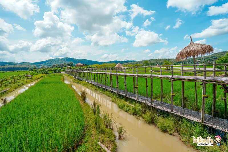 บ้านไร่9ไม้&ฟาร์มคาเฟ่, คาเฟ่เชียงแสน, ร้านอาหารเชียงแสน, บ้านไร่9ไม้ & ฟาร์มคาเฟ่ เชียงแสน