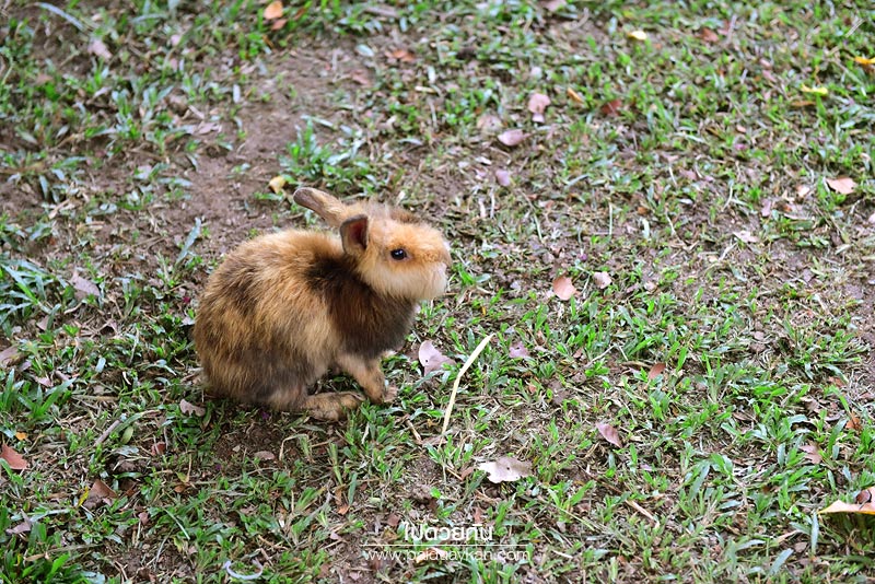 เจ็ดคต -โป่งก้อนเส้า, เจ็ดคต, สระบุรี, เที่ยวสระบุรี, เจ็ดคด โป่งก้อนเส้า ธรรมชาติบำบัด รีเฟรชชีวิตใกล้กรุง