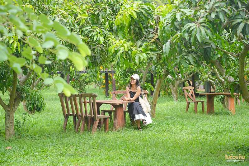 เที่ยวเขาใหญ่, คาเฟ่เขาใหญ่, เขาใหญ่, baan khao fae, บ้านข้าวแฝ่, baan khao fae บ้านข้าวแฝ่ คาเฟ่กลางสวนมะม่วง สูดอากาศบริสุทธิ์ ชมวิวขุนเขา