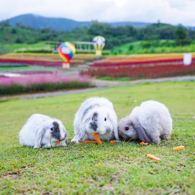 เขาใหญ่, top 15+ คาเฟ่เขาใหญ่ 2567 คาเฟ่เปิดใหม่เขาใหญ่ บรรยากาศดี ใกล้ชิดธรรมชาติ ถ่ายรูปสวย