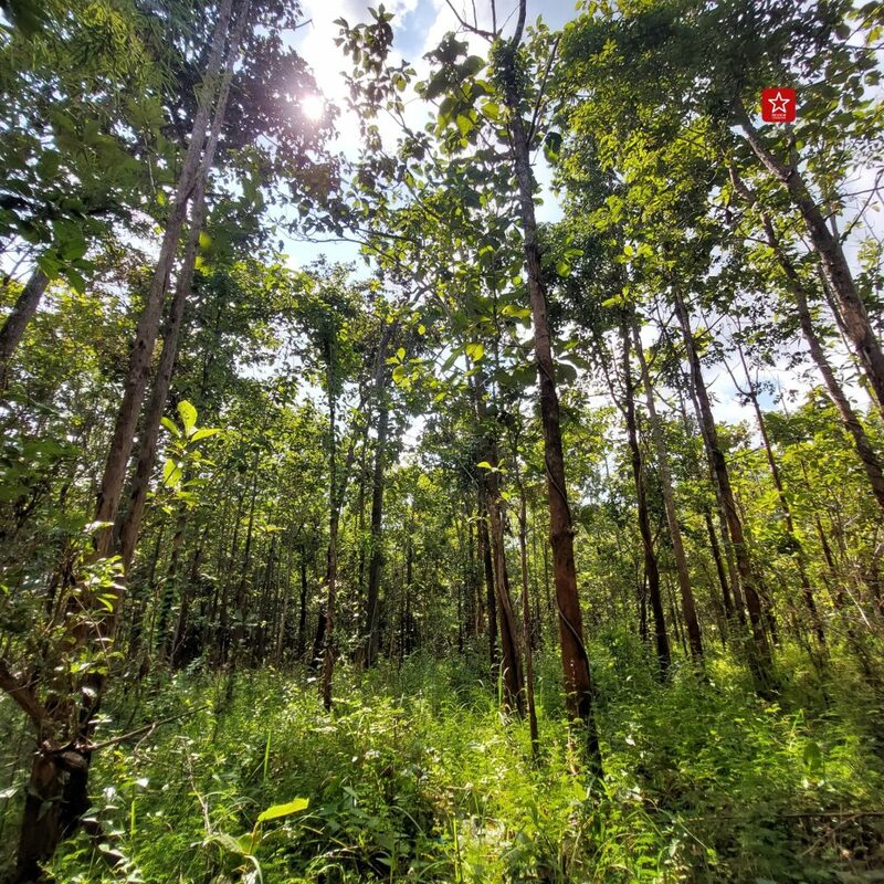 reviewchiangmai, ดอยสะเก็ด, รีวิวเชียงใหม่, สะพานแขวนเชื่อมใจ, เขื่อนแม่กวงอุดมธารา, เที่ยวเชียงใหม่, แอ่วได้แอ่วดี, เที่ยวเชียงใหม่ สะพานแขวนเชื่อมใจ แม่กวง ป่าสักงาม