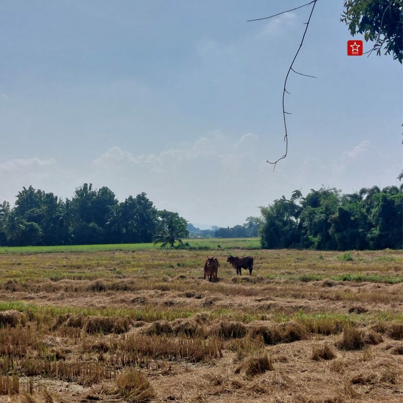 reviewchiangmai, ดอยสะเก็ด, รีวิวเชียงใหม่, สะพานแขวนเชื่อมใจ, เขื่อนแม่กวงอุดมธารา, เที่ยวเชียงใหม่, แอ่วได้แอ่วดี, เที่ยวเชียงใหม่ สะพานแขวนเชื่อมใจ แม่กวง ป่าสักงาม