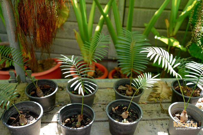 คาเฟ่ลาดพร้าว, plant me on the moon, plant me on the moon คาเฟ่ต้นไม้ ในโรงเรือนสุดเท่