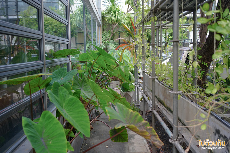 คาเฟ่ลาดพร้าว, plant me on the moon, plant me on the moon คาเฟ่ต้นไม้ ในโรงเรือนสุดเท่