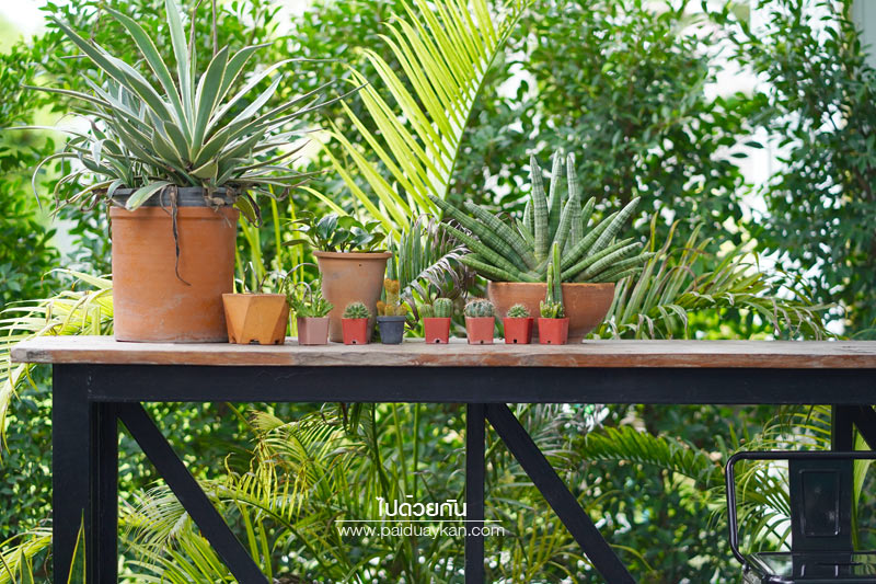 คาเฟ่สุพรรณบุรี, a life cafe & gallery สุพรรณบุรี, ร้านกาแฟอู่ทอง, ร้านกาแฟสุพรรณบุรี, a life cafe & gallery คาเฟ่สุดเท่ กลางสวนสีเขียว