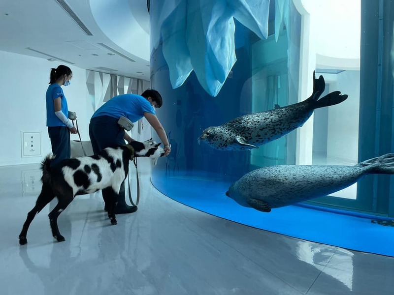 cold zone freezing, coral drive, fomosa, gloria out, gloria outlet, have fun with others, interactive, more and more jellyfish, penguin adventure, rainforest adventure, taoyuan, virtual and real interaction, walk in the jungle, warm sea vitality, xcafe by pronto, xfun, xpark, xpark aquarium, การแสดงโชว์สัตว์ไต้หวัน, ขนมปังเพนกวิน, ตู้แมงกระพรุน, ที่เที่ยวไต้หวัน, ที่เที่ยวไต้หวัน 2024, ที่เที่ยวไต้หวัน 2567, พิพิธภัณฑ์สัตว์น้ำ, พิพิธภัณฑ์สัตว์น้ำไต้หวัน, สนามบินเถาหยวน, อควาเรี่ยมไต้หวัน, เถาหยวน, เที่ยวไต้หวัน, เที่ยวไต้หวัน 2024, เที่ยวไต้หวัน 2567, เพนกวินลาเต้, แมงกระพรุนไต้หวัน, โชว์สิงโตทะเล, ไต้หวันเที่ยวไหนดี, พาเที่ยว xpark aquarium ไต้หวัน 2024 ชมสัตว์น้ำนานาชนิดและล่องลอยไปกับห้องแมงกระพรุน