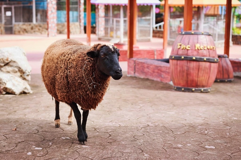 alpaca hill, camping field สวนผึ้ง, coro field, highland สวนผึ้ง, moai coffee, new land สวนผึ้ง, the camping field, the scenery vintage farm, veneto, veneto สวนผึ้ง, จุดชมวิวห้วยคอกหมู, จุดชมวิวเขากระโจม, ชิราคาวาโกะ คาเฟ่, ชิราคาวาโกะ สวนผึ้ง, ตลาดห้วยน้ำใส, ตลาดเช้าริมธาร, ตลาดเช้าริมธาร สวนผึ้ง, ตลาดโอ๊ะป่อย, ที่เที่ยวสวนผึ้ง, ที่เที่ยวสวนผึ้ง 2023, ที่เที่ยวสวนผึ้ง 2024, ที่เที่ยวสวนผึ้ง 2567, ธารน้ำร้อนบ่อคลึง, น้ำตกเก้าชั้น, น้ำตกเก้าโจน, นิวแลนด์ สวนผึ้ง, บ้านมอญห้วยน้ำใส, บ้านหอมเทียน, ราชบุรี, วอเตอร์ปาร์ค สวนผึ้ง, สวนป่าสิริกิตติ์, สวนผึ้ง, สวนผึ้งไฮแลนด์, สวนเลม่อน พสุธารา, สวนเลม่อน สวนผึ้ง, ห้วยคอกหมู, อัลปาก้า ฮิลล์, เขากระโจม, เดอะ ซีนเนอร์รี่ วินเทจ ฟาร์ม, เดอะรีสอร์ท วอเตอร์ปาร์ค, เที่ยวสวนผึ้ง, เที่ยวสวนผึ้ง 2024, เที่ยวสวนผึ้ง 2567, เวเนโต้ สวนผึ้ง, แก่งส้มแมว, โคโร่ ฟิลด์, โมไอ สวนผึ้ง, ไร่องุ่นมีสุข, ไร่องุ่นมีสุข สวนผึ้ง, top 20+ ที่เที่ยวสวนผึ้ง [กรกฎาคม 2024] สัมผัสธรรมชาติ ท่ามกลางหุบเขา จังหวัดราชบุรี