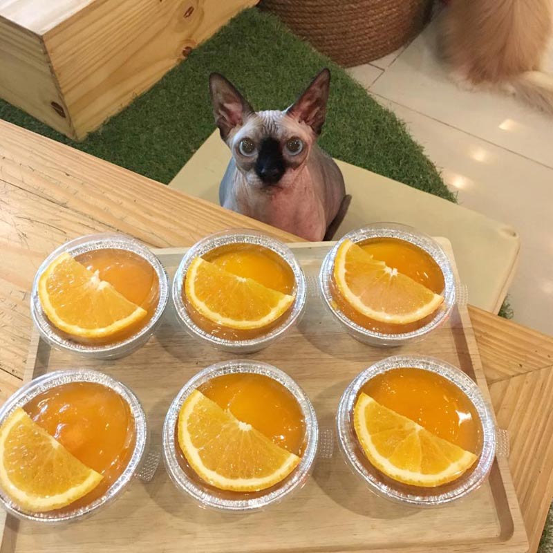 คาเฟ่ศรีราชา, คาเฟ่บางพระ, ร้านกาแฟศรีราชา, ร้านอาหารศรีราชา, ศรีราชา, เที่ยวศรีราชา, top 15+ คาเฟ่ นั่งชิล ศรีราชา
