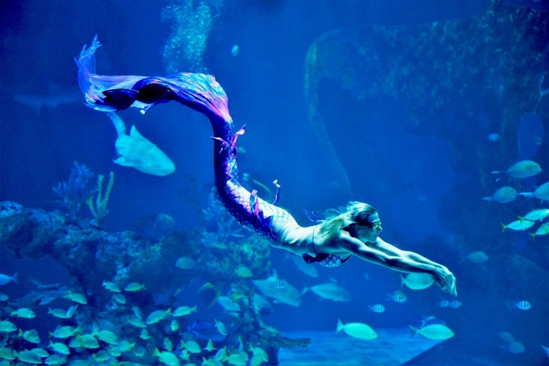aquaria pluket, aquarium 2024, aquarium 2567, dolphinarium pattaya, monsters aquarium pattaya, sea life bangkok, sea life bangkok ocean world, sisaket aquarium, under water world, waghor aquarium, ซีไลฟ์ แบงคอก, ซีไลฟ์เปิดโซนใหม่, บึงฉวาก, บึงฉวากเฉลิมพระเกียรติ, พัทยา ดอลฟินนาเรียม, พิพิธภัณฑ์สัตว์น้ำ 2024, พิพิธภัณฑ์สัตว์น้ำ 2567, พิพิธภัณฑ์สัตว์น้ำบางแสน, พิพิธภัณฑ์สัตว์น้ำหว้ากอ, มอนสเตอร์ อควาเรียม, ศูนย์แสดงพันธุ์สัตว์น้ำศรีสะเกษ, สถานแสดงพันธุ์สัตว์น้ำระยอง, สถาบันวิทยาศาสตร์ทางทะเล, อควาดรียม ระยอง, อควาเรีย ภูเก็ต, อควาเรียม 2024, อควาเรียม 2567, อควาเรียม ม.บูพา, อควาเรียมชลบุรี, อควาเรียมบางแสน, อควาเรียมหว้ากอ, อควาเรียมใกล้กรุงเทพ, อันเดอร์วอเตอร์ เวิลด์, อันเดอร์วอเตอร์ เวิลด์ พัทยา, อุโมงค์ปลา, โลมาพัทยา, top 10+ อควาเรียมในประเทศไทย กรกฎาคม 2024 เด็ดโดนใจ ผจญภัย ตื่นตาตื่นใจไปกับโลกใต้น้ำ