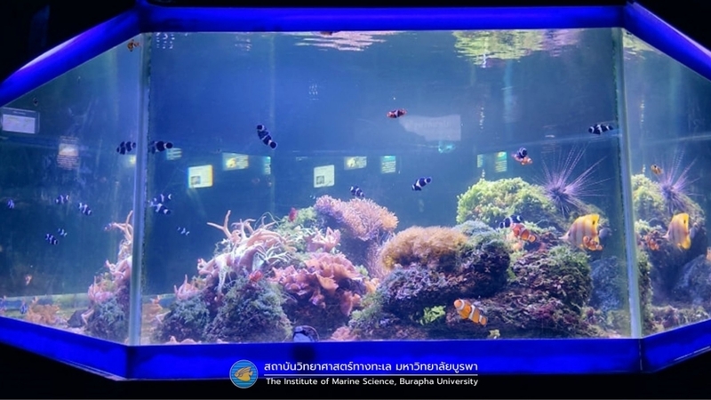 aquaria pluket, aquarium 2024, aquarium 2567, dolphinarium pattaya, monsters aquarium pattaya, sea life bangkok, sea life bangkok ocean world, sisaket aquarium, under water world, waghor aquarium, ซีไลฟ์ แบงคอก, ซีไลฟ์เปิดโซนใหม่, บึงฉวาก, บึงฉวากเฉลิมพระเกียรติ, พัทยา ดอลฟินนาเรียม, พิพิธภัณฑ์สัตว์น้ำ 2024, พิพิธภัณฑ์สัตว์น้ำ 2567, พิพิธภัณฑ์สัตว์น้ำบางแสน, พิพิธภัณฑ์สัตว์น้ำหว้ากอ, มอนสเตอร์ อควาเรียม, ศูนย์แสดงพันธุ์สัตว์น้ำศรีสะเกษ, สถานแสดงพันธุ์สัตว์น้ำระยอง, สถาบันวิทยาศาสตร์ทางทะเล, อควาดรียม ระยอง, อควาเรีย ภูเก็ต, อควาเรียม 2024, อควาเรียม 2567, อควาเรียม ม.บูพา, อควาเรียมชลบุรี, อควาเรียมบางแสน, อควาเรียมหว้ากอ, อควาเรียมใกล้กรุงเทพ, อันเดอร์วอเตอร์ เวิลด์, อันเดอร์วอเตอร์ เวิลด์ พัทยา, อุโมงค์ปลา, โลมาพัทยา, top 10+ อควาเรียมในประเทศไทย กรกฎาคม 2024 เด็ดโดนใจ ผจญภัย ตื่นตาตื่นใจไปกับโลกใต้น้ำ