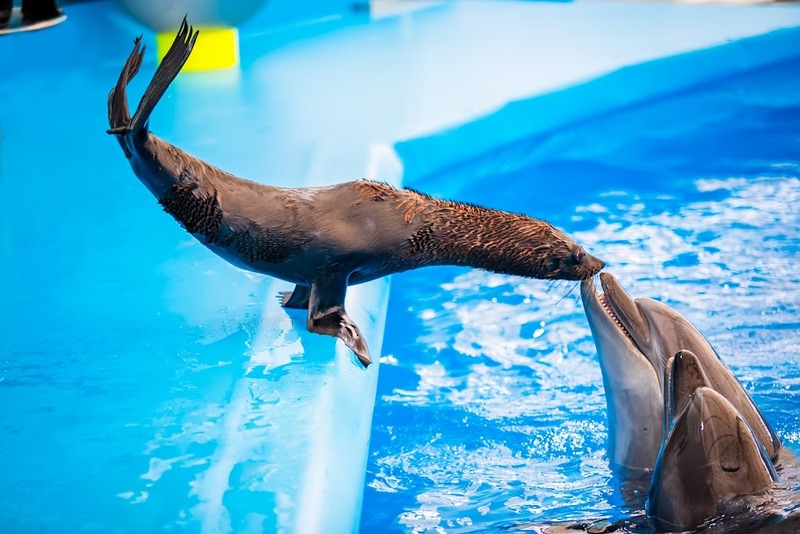 aquaria pluket, aquarium 2024, aquarium 2567, dolphinarium pattaya, monsters aquarium pattaya, sea life bangkok, sea life bangkok ocean world, sisaket aquarium, under water world, waghor aquarium, ซีไลฟ์ แบงคอก, ซีไลฟ์เปิดโซนใหม่, บึงฉวาก, บึงฉวากเฉลิมพระเกียรติ, พัทยา ดอลฟินนาเรียม, พิพิธภัณฑ์สัตว์น้ำ 2024, พิพิธภัณฑ์สัตว์น้ำ 2567, พิพิธภัณฑ์สัตว์น้ำบางแสน, พิพิธภัณฑ์สัตว์น้ำหว้ากอ, มอนสเตอร์ อควาเรียม, ศูนย์แสดงพันธุ์สัตว์น้ำศรีสะเกษ, สถานแสดงพันธุ์สัตว์น้ำระยอง, สถาบันวิทยาศาสตร์ทางทะเล, อควาดรียม ระยอง, อควาเรีย ภูเก็ต, อควาเรียม 2024, อควาเรียม 2567, อควาเรียม ม.บูพา, อควาเรียมชลบุรี, อควาเรียมบางแสน, อควาเรียมหว้ากอ, อควาเรียมใกล้กรุงเทพ, อันเดอร์วอเตอร์ เวิลด์, อันเดอร์วอเตอร์ เวิลด์ พัทยา, อุโมงค์ปลา, โลมาพัทยา, top 10+ อควาเรียมในประเทศไทย กรกฎาคม 2024 เด็ดโดนใจ ผจญภัย ตื่นตาตื่นใจไปกับโลกใต้น้ำ