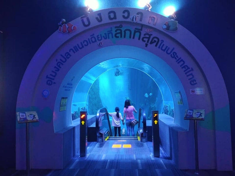 aquaria pluket, aquarium 2024, aquarium 2567, dolphinarium pattaya, monsters aquarium pattaya, sea life bangkok, sea life bangkok ocean world, sisaket aquarium, under water world, waghor aquarium, ซีไลฟ์ แบงคอก, ซีไลฟ์เปิดโซนใหม่, บึงฉวาก, บึงฉวากเฉลิมพระเกียรติ, พัทยา ดอลฟินนาเรียม, พิพิธภัณฑ์สัตว์น้ำ 2024, พิพิธภัณฑ์สัตว์น้ำ 2567, พิพิธภัณฑ์สัตว์น้ำบางแสน, พิพิธภัณฑ์สัตว์น้ำหว้ากอ, มอนสเตอร์ อควาเรียม, ศูนย์แสดงพันธุ์สัตว์น้ำศรีสะเกษ, สถานแสดงพันธุ์สัตว์น้ำระยอง, สถาบันวิทยาศาสตร์ทางทะเล, อควาดรียม ระยอง, อควาเรีย ภูเก็ต, อควาเรียม 2024, อควาเรียม 2567, อควาเรียม ม.บูพา, อควาเรียมชลบุรี, อควาเรียมบางแสน, อควาเรียมหว้ากอ, อควาเรียมใกล้กรุงเทพ, อันเดอร์วอเตอร์ เวิลด์, อันเดอร์วอเตอร์ เวิลด์ พัทยา, อุโมงค์ปลา, โลมาพัทยา, top 10+ อควาเรียมในประเทศไทย กรกฎาคม 2024 เด็ดโดนใจ ผจญภัย ตื่นตาตื่นใจไปกับโลกใต้น้ำ