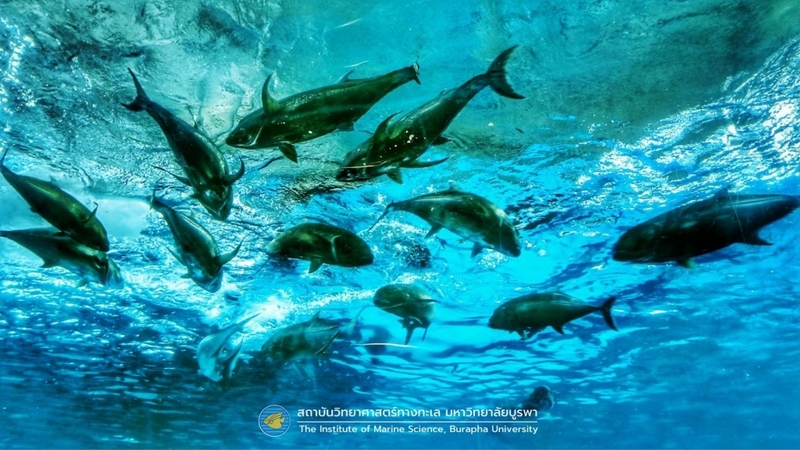 aquaria pluket, aquarium 2024, aquarium 2567, dolphinarium pattaya, monsters aquarium pattaya, sea life bangkok, sea life bangkok ocean world, sisaket aquarium, under water world, waghor aquarium, ซีไลฟ์ แบงคอก, ซีไลฟ์เปิดโซนใหม่, บึงฉวาก, บึงฉวากเฉลิมพระเกียรติ, พัทยา ดอลฟินนาเรียม, พิพิธภัณฑ์สัตว์น้ำ 2024, พิพิธภัณฑ์สัตว์น้ำ 2567, พิพิธภัณฑ์สัตว์น้ำบางแสน, พิพิธภัณฑ์สัตว์น้ำหว้ากอ, มอนสเตอร์ อควาเรียม, ศูนย์แสดงพันธุ์สัตว์น้ำศรีสะเกษ, สถานแสดงพันธุ์สัตว์น้ำระยอง, สถาบันวิทยาศาสตร์ทางทะเล, อควาดรียม ระยอง, อควาเรีย ภูเก็ต, อควาเรียม 2024, อควาเรียม 2567, อควาเรียม ม.บูพา, อควาเรียมชลบุรี, อควาเรียมบางแสน, อควาเรียมหว้ากอ, อควาเรียมใกล้กรุงเทพ, อันเดอร์วอเตอร์ เวิลด์, อันเดอร์วอเตอร์ เวิลด์ พัทยา, อุโมงค์ปลา, โลมาพัทยา, top 10+ อควาเรียมในประเทศไทย กรกฎาคม 2024 เด็ดโดนใจ ผจญภัย ตื่นตาตื่นใจไปกับโลกใต้น้ำ