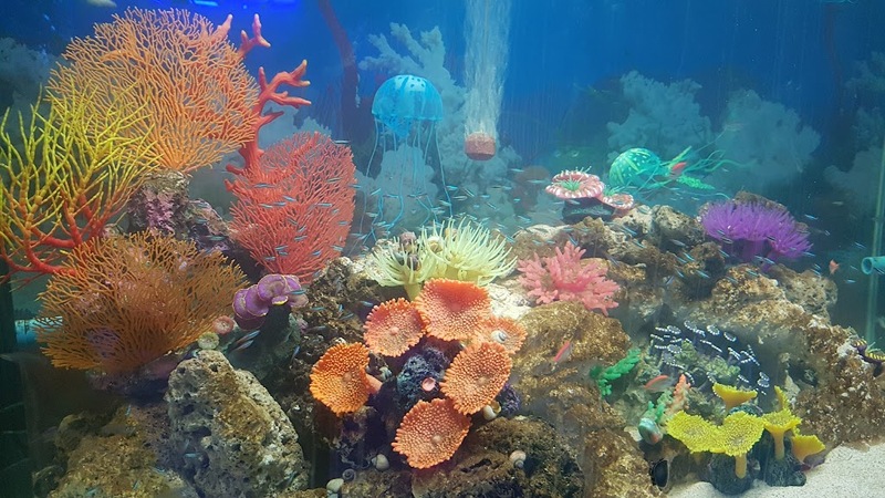 aquaria pluket, aquarium 2024, aquarium 2567, dolphinarium pattaya, monsters aquarium pattaya, sea life bangkok, sea life bangkok ocean world, sisaket aquarium, under water world, waghor aquarium, ซีไลฟ์ แบงคอก, ซีไลฟ์เปิดโซนใหม่, บึงฉวาก, บึงฉวากเฉลิมพระเกียรติ, พัทยา ดอลฟินนาเรียม, พิพิธภัณฑ์สัตว์น้ำ 2024, พิพิธภัณฑ์สัตว์น้ำ 2567, พิพิธภัณฑ์สัตว์น้ำบางแสน, พิพิธภัณฑ์สัตว์น้ำหว้ากอ, มอนสเตอร์ อควาเรียม, ศูนย์แสดงพันธุ์สัตว์น้ำศรีสะเกษ, สถานแสดงพันธุ์สัตว์น้ำระยอง, สถาบันวิทยาศาสตร์ทางทะเล, อควาดรียม ระยอง, อควาเรีย ภูเก็ต, อควาเรียม 2024, อควาเรียม 2567, อควาเรียม ม.บูพา, อควาเรียมชลบุรี, อควาเรียมบางแสน, อควาเรียมหว้ากอ, อควาเรียมใกล้กรุงเทพ, อันเดอร์วอเตอร์ เวิลด์, อันเดอร์วอเตอร์ เวิลด์ พัทยา, อุโมงค์ปลา, โลมาพัทยา, top 10+ อควาเรียมในประเทศไทย กรกฎาคม 2024 เด็ดโดนใจ ผจญภัย ตื่นตาตื่นใจไปกับโลกใต้น้ำ