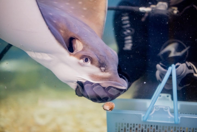 aquaria pluket, aquarium 2024, aquarium 2567, dolphinarium pattaya, monsters aquarium pattaya, sea life bangkok, sea life bangkok ocean world, sisaket aquarium, under water world, waghor aquarium, ซีไลฟ์ แบงคอก, ซีไลฟ์เปิดโซนใหม่, บึงฉวาก, บึงฉวากเฉลิมพระเกียรติ, พัทยา ดอลฟินนาเรียม, พิพิธภัณฑ์สัตว์น้ำ 2024, พิพิธภัณฑ์สัตว์น้ำ 2567, พิพิธภัณฑ์สัตว์น้ำบางแสน, พิพิธภัณฑ์สัตว์น้ำหว้ากอ, มอนสเตอร์ อควาเรียม, ศูนย์แสดงพันธุ์สัตว์น้ำศรีสะเกษ, สถานแสดงพันธุ์สัตว์น้ำระยอง, สถาบันวิทยาศาสตร์ทางทะเล, อควาดรียม ระยอง, อควาเรีย ภูเก็ต, อควาเรียม 2024, อควาเรียม 2567, อควาเรียม ม.บูพา, อควาเรียมชลบุรี, อควาเรียมบางแสน, อควาเรียมหว้ากอ, อควาเรียมใกล้กรุงเทพ, อันเดอร์วอเตอร์ เวิลด์, อันเดอร์วอเตอร์ เวิลด์ พัทยา, อุโมงค์ปลา, โลมาพัทยา, top 10+ อควาเรียมในประเทศไทย กรกฎาคม 2024 เด็ดโดนใจ ผจญภัย ตื่นตาตื่นใจไปกับโลกใต้น้ำ