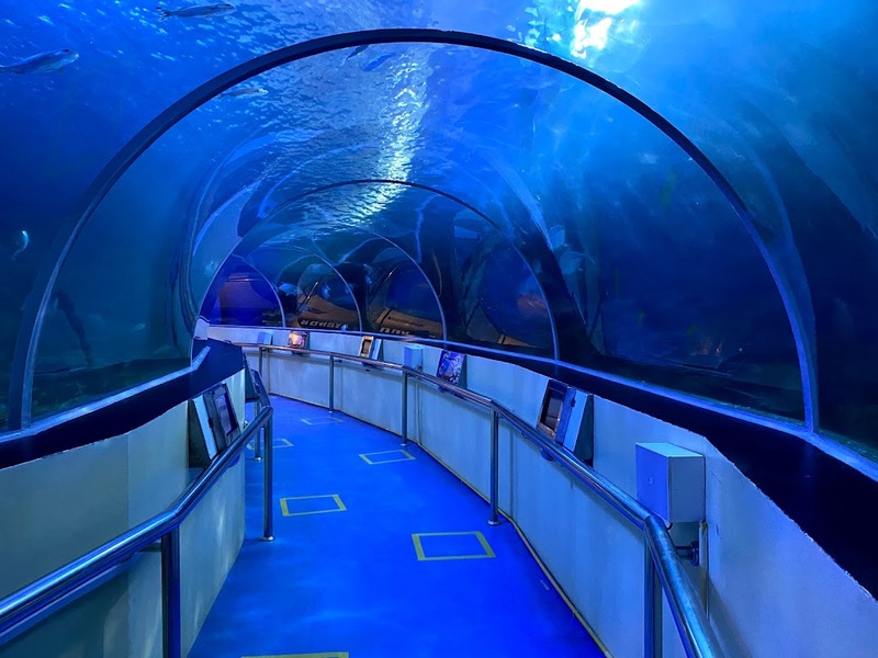 aquaria pluket, aquarium 2024, aquarium 2567, dolphinarium pattaya, monsters aquarium pattaya, sea life bangkok, sea life bangkok ocean world, sisaket aquarium, under water world, waghor aquarium, ซีไลฟ์ แบงคอก, ซีไลฟ์เปิดโซนใหม่, บึงฉวาก, บึงฉวากเฉลิมพระเกียรติ, พัทยา ดอลฟินนาเรียม, พิพิธภัณฑ์สัตว์น้ำ 2024, พิพิธภัณฑ์สัตว์น้ำ 2567, พิพิธภัณฑ์สัตว์น้ำบางแสน, พิพิธภัณฑ์สัตว์น้ำหว้ากอ, มอนสเตอร์ อควาเรียม, ศูนย์แสดงพันธุ์สัตว์น้ำศรีสะเกษ, สถานแสดงพันธุ์สัตว์น้ำระยอง, สถาบันวิทยาศาสตร์ทางทะเล, อควาดรียม ระยอง, อควาเรีย ภูเก็ต, อควาเรียม 2024, อควาเรียม 2567, อควาเรียม ม.บูพา, อควาเรียมชลบุรี, อควาเรียมบางแสน, อควาเรียมหว้ากอ, อควาเรียมใกล้กรุงเทพ, อันเดอร์วอเตอร์ เวิลด์, อันเดอร์วอเตอร์ เวิลด์ พัทยา, อุโมงค์ปลา, โลมาพัทยา, top 10+ อควาเรียมในประเทศไทย กรกฎาคม 2024 เด็ดโดนใจ ผจญภัย ตื่นตาตื่นใจไปกับโลกใต้น้ำ