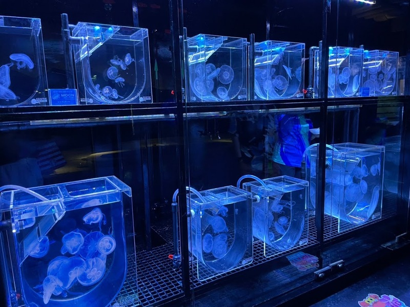 aquaria pluket, aquarium 2024, aquarium 2567, dolphinarium pattaya, monsters aquarium pattaya, sea life bangkok, sea life bangkok ocean world, sisaket aquarium, under water world, waghor aquarium, ซีไลฟ์ แบงคอก, ซีไลฟ์เปิดโซนใหม่, บึงฉวาก, บึงฉวากเฉลิมพระเกียรติ, พัทยา ดอลฟินนาเรียม, พิพิธภัณฑ์สัตว์น้ำ 2024, พิพิธภัณฑ์สัตว์น้ำ 2567, พิพิธภัณฑ์สัตว์น้ำบางแสน, พิพิธภัณฑ์สัตว์น้ำหว้ากอ, มอนสเตอร์ อควาเรียม, ศูนย์แสดงพันธุ์สัตว์น้ำศรีสะเกษ, สถานแสดงพันธุ์สัตว์น้ำระยอง, สถาบันวิทยาศาสตร์ทางทะเล, อควาดรียม ระยอง, อควาเรีย ภูเก็ต, อควาเรียม 2024, อควาเรียม 2567, อควาเรียม ม.บูพา, อควาเรียมชลบุรี, อควาเรียมบางแสน, อควาเรียมหว้ากอ, อควาเรียมใกล้กรุงเทพ, อันเดอร์วอเตอร์ เวิลด์, อันเดอร์วอเตอร์ เวิลด์ พัทยา, อุโมงค์ปลา, โลมาพัทยา, top 10+ อควาเรียมในประเทศไทย กรกฎาคม 2024 เด็ดโดนใจ ผจญภัย ตื่นตาตื่นใจไปกับโลกใต้น้ำ