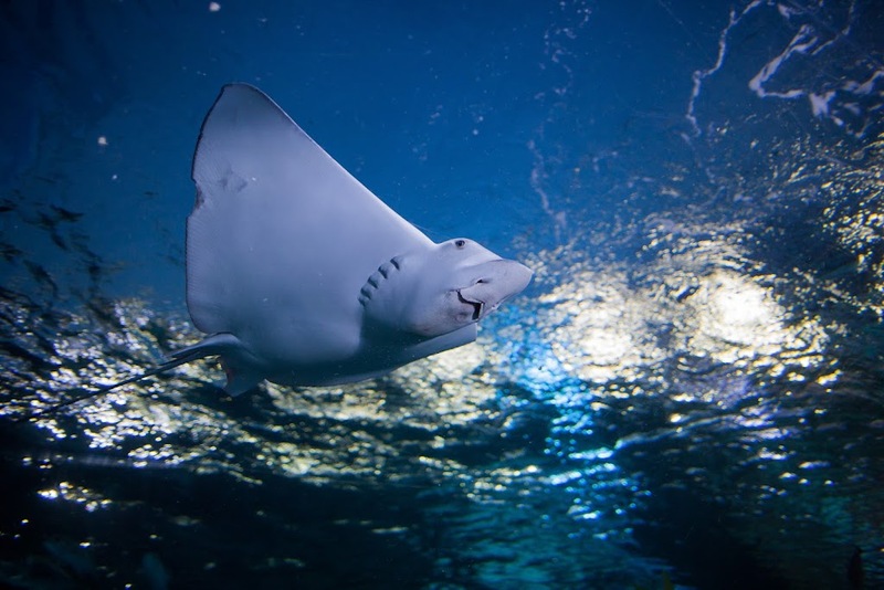 aquaria pluket, aquarium 2024, aquarium 2567, dolphinarium pattaya, monsters aquarium pattaya, sea life bangkok, sea life bangkok ocean world, sisaket aquarium, under water world, waghor aquarium, ซีไลฟ์ แบงคอก, ซีไลฟ์เปิดโซนใหม่, บึงฉวาก, บึงฉวากเฉลิมพระเกียรติ, พัทยา ดอลฟินนาเรียม, พิพิธภัณฑ์สัตว์น้ำ 2024, พิพิธภัณฑ์สัตว์น้ำ 2567, พิพิธภัณฑ์สัตว์น้ำบางแสน, พิพิธภัณฑ์สัตว์น้ำหว้ากอ, มอนสเตอร์ อควาเรียม, ศูนย์แสดงพันธุ์สัตว์น้ำศรีสะเกษ, สถานแสดงพันธุ์สัตว์น้ำระยอง, สถาบันวิทยาศาสตร์ทางทะเล, อควาดรียม ระยอง, อควาเรีย ภูเก็ต, อควาเรียม 2024, อควาเรียม 2567, อควาเรียม ม.บูพา, อควาเรียมชลบุรี, อควาเรียมบางแสน, อควาเรียมหว้ากอ, อควาเรียมใกล้กรุงเทพ, อันเดอร์วอเตอร์ เวิลด์, อันเดอร์วอเตอร์ เวิลด์ พัทยา, อุโมงค์ปลา, โลมาพัทยา, top 10+ อควาเรียมในประเทศไทย กรกฎาคม 2024 เด็ดโดนใจ ผจญภัย ตื่นตาตื่นใจไปกับโลกใต้น้ำ
