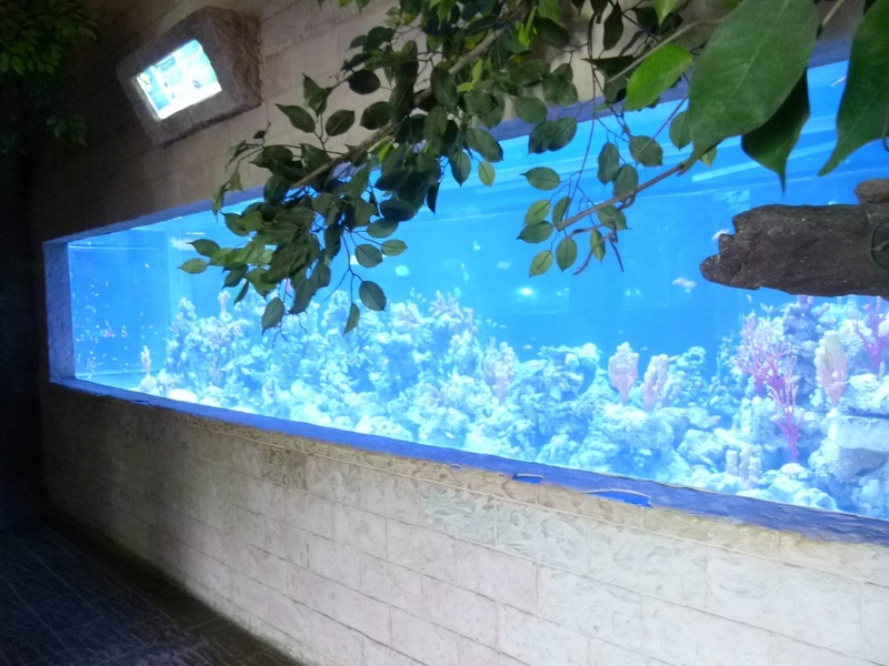 aquaria pluket, aquarium 2024, aquarium 2567, dolphinarium pattaya, monsters aquarium pattaya, sea life bangkok, sea life bangkok ocean world, sisaket aquarium, under water world, waghor aquarium, ซีไลฟ์ แบงคอก, ซีไลฟ์เปิดโซนใหม่, บึงฉวาก, บึงฉวากเฉลิมพระเกียรติ, พัทยา ดอลฟินนาเรียม, พิพิธภัณฑ์สัตว์น้ำ 2024, พิพิธภัณฑ์สัตว์น้ำ 2567, พิพิธภัณฑ์สัตว์น้ำบางแสน, พิพิธภัณฑ์สัตว์น้ำหว้ากอ, มอนสเตอร์ อควาเรียม, ศูนย์แสดงพันธุ์สัตว์น้ำศรีสะเกษ, สถานแสดงพันธุ์สัตว์น้ำระยอง, สถาบันวิทยาศาสตร์ทางทะเล, อควาดรียม ระยอง, อควาเรีย ภูเก็ต, อควาเรียม 2024, อควาเรียม 2567, อควาเรียม ม.บูพา, อควาเรียมชลบุรี, อควาเรียมบางแสน, อควาเรียมหว้ากอ, อควาเรียมใกล้กรุงเทพ, อันเดอร์วอเตอร์ เวิลด์, อันเดอร์วอเตอร์ เวิลด์ พัทยา, อุโมงค์ปลา, โลมาพัทยา, top 10+ อควาเรียมในประเทศไทย กรกฎาคม 2024 เด็ดโดนใจ ผจญภัย ตื่นตาตื่นใจไปกับโลกใต้น้ำ