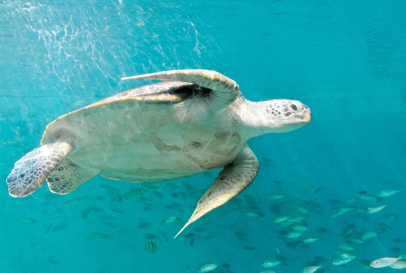 aquaria pluket, aquarium 2024, aquarium 2567, dolphinarium pattaya, monsters aquarium pattaya, sea life bangkok, sea life bangkok ocean world, sisaket aquarium, under water world, waghor aquarium, ซีไลฟ์ แบงคอก, ซีไลฟ์เปิดโซนใหม่, บึงฉวาก, บึงฉวากเฉลิมพระเกียรติ, พัทยา ดอลฟินนาเรียม, พิพิธภัณฑ์สัตว์น้ำ 2024, พิพิธภัณฑ์สัตว์น้ำ 2567, พิพิธภัณฑ์สัตว์น้ำบางแสน, พิพิธภัณฑ์สัตว์น้ำหว้ากอ, มอนสเตอร์ อควาเรียม, ศูนย์แสดงพันธุ์สัตว์น้ำศรีสะเกษ, สถานแสดงพันธุ์สัตว์น้ำระยอง, สถาบันวิทยาศาสตร์ทางทะเล, อควาดรียม ระยอง, อควาเรีย ภูเก็ต, อควาเรียม 2024, อควาเรียม 2567, อควาเรียม ม.บูพา, อควาเรียมชลบุรี, อควาเรียมบางแสน, อควาเรียมหว้ากอ, อควาเรียมใกล้กรุงเทพ, อันเดอร์วอเตอร์ เวิลด์, อันเดอร์วอเตอร์ เวิลด์ พัทยา, อุโมงค์ปลา, โลมาพัทยา, top 10+ อควาเรียมในประเทศไทย กรกฎาคม 2024 เด็ดโดนใจ ผจญภัย ตื่นตาตื่นใจไปกับโลกใต้น้ำ