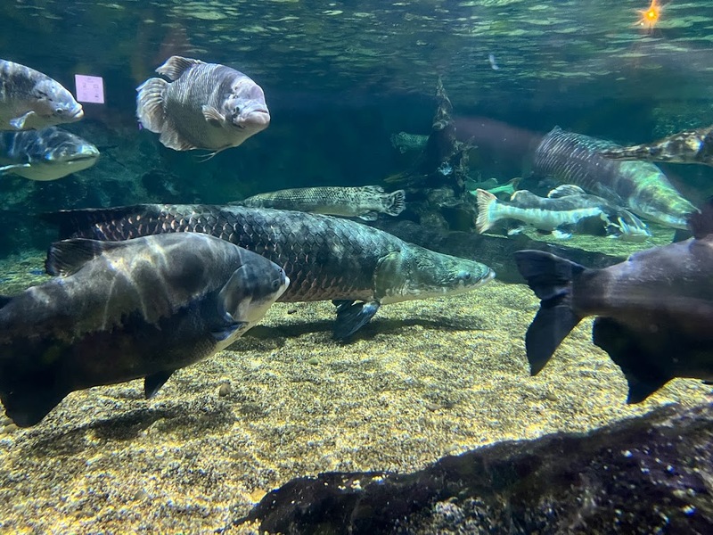 aquaria pluket, aquarium 2024, aquarium 2567, dolphinarium pattaya, monsters aquarium pattaya, sea life bangkok, sea life bangkok ocean world, sisaket aquarium, under water world, waghor aquarium, ซีไลฟ์ แบงคอก, ซีไลฟ์เปิดโซนใหม่, บึงฉวาก, บึงฉวากเฉลิมพระเกียรติ, พัทยา ดอลฟินนาเรียม, พิพิธภัณฑ์สัตว์น้ำ 2024, พิพิธภัณฑ์สัตว์น้ำ 2567, พิพิธภัณฑ์สัตว์น้ำบางแสน, พิพิธภัณฑ์สัตว์น้ำหว้ากอ, มอนสเตอร์ อควาเรียม, ศูนย์แสดงพันธุ์สัตว์น้ำศรีสะเกษ, สถานแสดงพันธุ์สัตว์น้ำระยอง, สถาบันวิทยาศาสตร์ทางทะเล, อควาดรียม ระยอง, อควาเรีย ภูเก็ต, อควาเรียม 2024, อควาเรียม 2567, อควาเรียม ม.บูพา, อควาเรียมชลบุรี, อควาเรียมบางแสน, อควาเรียมหว้ากอ, อควาเรียมใกล้กรุงเทพ, อันเดอร์วอเตอร์ เวิลด์, อันเดอร์วอเตอร์ เวิลด์ พัทยา, อุโมงค์ปลา, โลมาพัทยา, top 10+ อควาเรียมในประเทศไทย กรกฎาคม 2024 เด็ดโดนใจ ผจญภัย ตื่นตาตื่นใจไปกับโลกใต้น้ำ