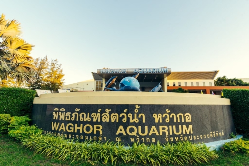 aquaria pluket, aquarium 2024, aquarium 2567, dolphinarium pattaya, monsters aquarium pattaya, sea life bangkok, sea life bangkok ocean world, sisaket aquarium, under water world, waghor aquarium, ซีไลฟ์ แบงคอก, ซีไลฟ์เปิดโซนใหม่, บึงฉวาก, บึงฉวากเฉลิมพระเกียรติ, พัทยา ดอลฟินนาเรียม, พิพิธภัณฑ์สัตว์น้ำ 2024, พิพิธภัณฑ์สัตว์น้ำ 2567, พิพิธภัณฑ์สัตว์น้ำบางแสน, พิพิธภัณฑ์สัตว์น้ำหว้ากอ, มอนสเตอร์ อควาเรียม, ศูนย์แสดงพันธุ์สัตว์น้ำศรีสะเกษ, สถานแสดงพันธุ์สัตว์น้ำระยอง, สถาบันวิทยาศาสตร์ทางทะเล, อควาดรียม ระยอง, อควาเรีย ภูเก็ต, อควาเรียม 2024, อควาเรียม 2567, อควาเรียม ม.บูพา, อควาเรียมชลบุรี, อควาเรียมบางแสน, อควาเรียมหว้ากอ, อควาเรียมใกล้กรุงเทพ, อันเดอร์วอเตอร์ เวิลด์, อันเดอร์วอเตอร์ เวิลด์ พัทยา, อุโมงค์ปลา, โลมาพัทยา, top 10+ อควาเรียมในประเทศไทย กรกฎาคม 2024 เด็ดโดนใจ ผจญภัย ตื่นตาตื่นใจไปกับโลกใต้น้ำ