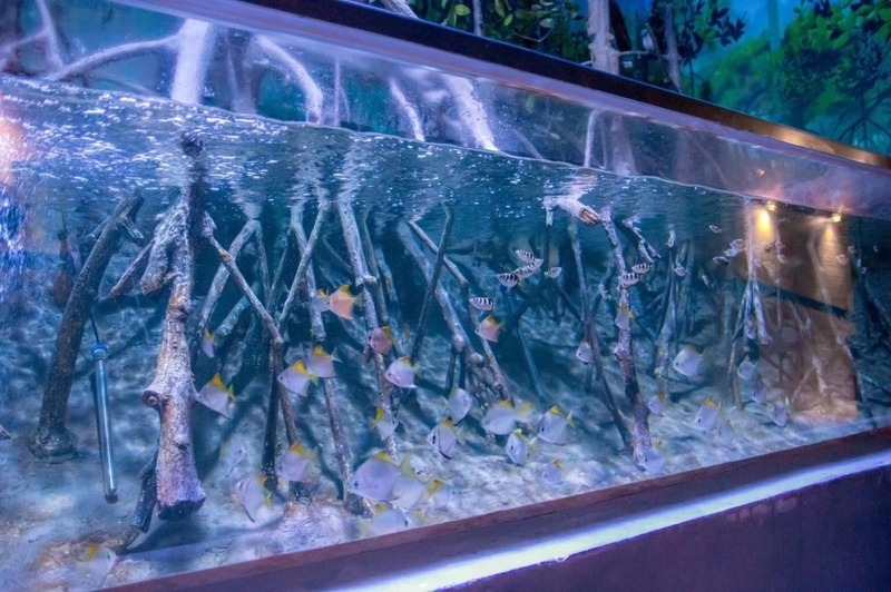 aquaria pluket, aquarium 2024, aquarium 2567, dolphinarium pattaya, monsters aquarium pattaya, sea life bangkok, sea life bangkok ocean world, sisaket aquarium, under water world, waghor aquarium, ซีไลฟ์ แบงคอก, ซีไลฟ์เปิดโซนใหม่, บึงฉวาก, บึงฉวากเฉลิมพระเกียรติ, พัทยา ดอลฟินนาเรียม, พิพิธภัณฑ์สัตว์น้ำ 2024, พิพิธภัณฑ์สัตว์น้ำ 2567, พิพิธภัณฑ์สัตว์น้ำบางแสน, พิพิธภัณฑ์สัตว์น้ำหว้ากอ, มอนสเตอร์ อควาเรียม, ศูนย์แสดงพันธุ์สัตว์น้ำศรีสะเกษ, สถานแสดงพันธุ์สัตว์น้ำระยอง, สถาบันวิทยาศาสตร์ทางทะเล, อควาดรียม ระยอง, อควาเรีย ภูเก็ต, อควาเรียม 2024, อควาเรียม 2567, อควาเรียม ม.บูพา, อควาเรียมชลบุรี, อควาเรียมบางแสน, อควาเรียมหว้ากอ, อควาเรียมใกล้กรุงเทพ, อันเดอร์วอเตอร์ เวิลด์, อันเดอร์วอเตอร์ เวิลด์ พัทยา, อุโมงค์ปลา, โลมาพัทยา, top 10+ อควาเรียมในประเทศไทย กรกฎาคม 2024 เด็ดโดนใจ ผจญภัย ตื่นตาตื่นใจไปกับโลกใต้น้ำ