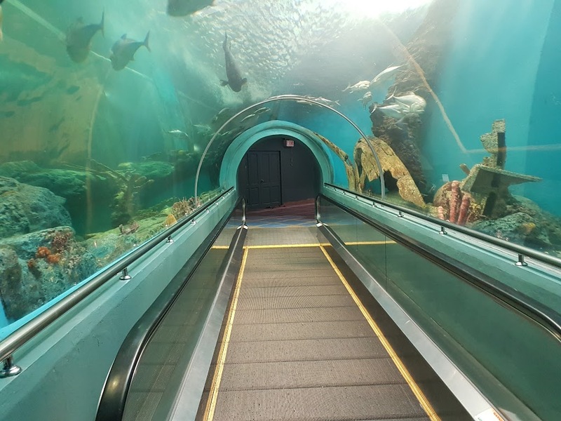 aquaria pluket, aquarium 2024, aquarium 2567, dolphinarium pattaya, monsters aquarium pattaya, sea life bangkok, sea life bangkok ocean world, sisaket aquarium, under water world, waghor aquarium, ซีไลฟ์ แบงคอก, ซีไลฟ์เปิดโซนใหม่, บึงฉวาก, บึงฉวากเฉลิมพระเกียรติ, พัทยา ดอลฟินนาเรียม, พิพิธภัณฑ์สัตว์น้ำ 2024, พิพิธภัณฑ์สัตว์น้ำ 2567, พิพิธภัณฑ์สัตว์น้ำบางแสน, พิพิธภัณฑ์สัตว์น้ำหว้ากอ, มอนสเตอร์ อควาเรียม, ศูนย์แสดงพันธุ์สัตว์น้ำศรีสะเกษ, สถานแสดงพันธุ์สัตว์น้ำระยอง, สถาบันวิทยาศาสตร์ทางทะเล, อควาดรียม ระยอง, อควาเรีย ภูเก็ต, อควาเรียม 2024, อควาเรียม 2567, อควาเรียม ม.บูพา, อควาเรียมชลบุรี, อควาเรียมบางแสน, อควาเรียมหว้ากอ, อควาเรียมใกล้กรุงเทพ, อันเดอร์วอเตอร์ เวิลด์, อันเดอร์วอเตอร์ เวิลด์ พัทยา, อุโมงค์ปลา, โลมาพัทยา, top 10+ อควาเรียมในประเทศไทย กรกฎาคม 2024 เด็ดโดนใจ ผจญภัย ตื่นตาตื่นใจไปกับโลกใต้น้ำ