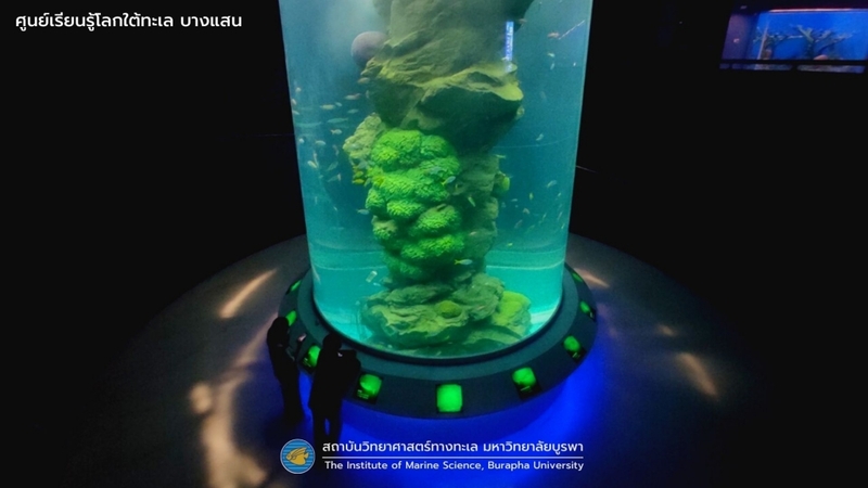 aquaria pluket, aquarium 2024, aquarium 2567, dolphinarium pattaya, monsters aquarium pattaya, sea life bangkok, sea life bangkok ocean world, sisaket aquarium, under water world, waghor aquarium, ซีไลฟ์ แบงคอก, ซีไลฟ์เปิดโซนใหม่, บึงฉวาก, บึงฉวากเฉลิมพระเกียรติ, พัทยา ดอลฟินนาเรียม, พิพิธภัณฑ์สัตว์น้ำ 2024, พิพิธภัณฑ์สัตว์น้ำ 2567, พิพิธภัณฑ์สัตว์น้ำบางแสน, พิพิธภัณฑ์สัตว์น้ำหว้ากอ, มอนสเตอร์ อควาเรียม, ศูนย์แสดงพันธุ์สัตว์น้ำศรีสะเกษ, สถานแสดงพันธุ์สัตว์น้ำระยอง, สถาบันวิทยาศาสตร์ทางทะเล, อควาดรียม ระยอง, อควาเรีย ภูเก็ต, อควาเรียม 2024, อควาเรียม 2567, อควาเรียม ม.บูพา, อควาเรียมชลบุรี, อควาเรียมบางแสน, อควาเรียมหว้ากอ, อควาเรียมใกล้กรุงเทพ, อันเดอร์วอเตอร์ เวิลด์, อันเดอร์วอเตอร์ เวิลด์ พัทยา, อุโมงค์ปลา, โลมาพัทยา, top 10+ อควาเรียมในประเทศไทย กรกฎาคม 2024 เด็ดโดนใจ ผจญภัย ตื่นตาตื่นใจไปกับโลกใต้น้ำ