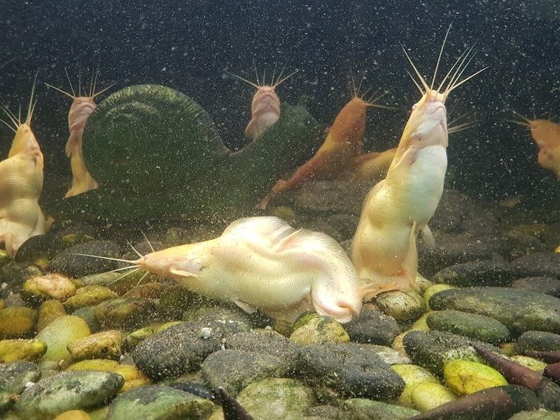 aquaria pluket, aquarium 2024, aquarium 2567, dolphinarium pattaya, monsters aquarium pattaya, sea life bangkok, sea life bangkok ocean world, sisaket aquarium, under water world, waghor aquarium, ซีไลฟ์ แบงคอก, ซีไลฟ์เปิดโซนใหม่, บึงฉวาก, บึงฉวากเฉลิมพระเกียรติ, พัทยา ดอลฟินนาเรียม, พิพิธภัณฑ์สัตว์น้ำ 2024, พิพิธภัณฑ์สัตว์น้ำ 2567, พิพิธภัณฑ์สัตว์น้ำบางแสน, พิพิธภัณฑ์สัตว์น้ำหว้ากอ, มอนสเตอร์ อควาเรียม, ศูนย์แสดงพันธุ์สัตว์น้ำศรีสะเกษ, สถานแสดงพันธุ์สัตว์น้ำระยอง, สถาบันวิทยาศาสตร์ทางทะเล, อควาดรียม ระยอง, อควาเรีย ภูเก็ต, อควาเรียม 2024, อควาเรียม 2567, อควาเรียม ม.บูพา, อควาเรียมชลบุรี, อควาเรียมบางแสน, อควาเรียมหว้ากอ, อควาเรียมใกล้กรุงเทพ, อันเดอร์วอเตอร์ เวิลด์, อันเดอร์วอเตอร์ เวิลด์ พัทยา, อุโมงค์ปลา, โลมาพัทยา, top 10+ อควาเรียมในประเทศไทย กรกฎาคม 2024 เด็ดโดนใจ ผจญภัย ตื่นตาตื่นใจไปกับโลกใต้น้ำ
