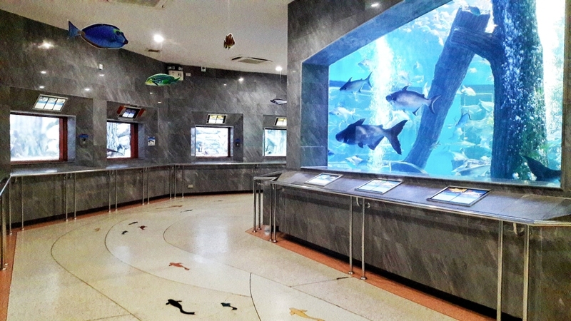 aquaria pluket, aquarium 2024, aquarium 2567, dolphinarium pattaya, monsters aquarium pattaya, sea life bangkok, sea life bangkok ocean world, sisaket aquarium, under water world, waghor aquarium, ซีไลฟ์ แบงคอก, ซีไลฟ์เปิดโซนใหม่, บึงฉวาก, บึงฉวากเฉลิมพระเกียรติ, พัทยา ดอลฟินนาเรียม, พิพิธภัณฑ์สัตว์น้ำ 2024, พิพิธภัณฑ์สัตว์น้ำ 2567, พิพิธภัณฑ์สัตว์น้ำบางแสน, พิพิธภัณฑ์สัตว์น้ำหว้ากอ, มอนสเตอร์ อควาเรียม, ศูนย์แสดงพันธุ์สัตว์น้ำศรีสะเกษ, สถานแสดงพันธุ์สัตว์น้ำระยอง, สถาบันวิทยาศาสตร์ทางทะเล, อควาดรียม ระยอง, อควาเรีย ภูเก็ต, อควาเรียม 2024, อควาเรียม 2567, อควาเรียม ม.บูพา, อควาเรียมชลบุรี, อควาเรียมบางแสน, อควาเรียมหว้ากอ, อควาเรียมใกล้กรุงเทพ, อันเดอร์วอเตอร์ เวิลด์, อันเดอร์วอเตอร์ เวิลด์ พัทยา, อุโมงค์ปลา, โลมาพัทยา, top 10+ อควาเรียมในประเทศไทย กรกฎาคม 2024 เด็ดโดนใจ ผจญภัย ตื่นตาตื่นใจไปกับโลกใต้น้ำ