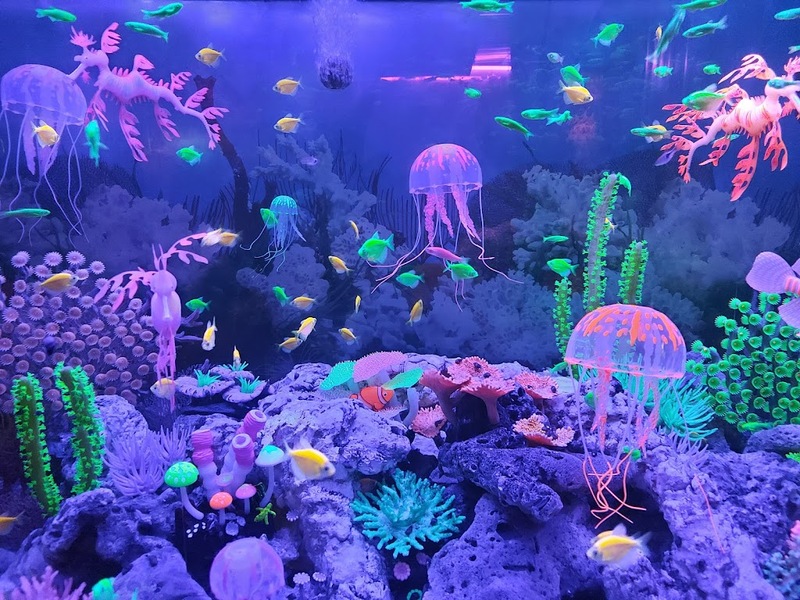 aquaria pluket, aquarium 2024, aquarium 2567, dolphinarium pattaya, monsters aquarium pattaya, sea life bangkok, sea life bangkok ocean world, sisaket aquarium, under water world, waghor aquarium, ซีไลฟ์ แบงคอก, ซีไลฟ์เปิดโซนใหม่, บึงฉวาก, บึงฉวากเฉลิมพระเกียรติ, พัทยา ดอลฟินนาเรียม, พิพิธภัณฑ์สัตว์น้ำ 2024, พิพิธภัณฑ์สัตว์น้ำ 2567, พิพิธภัณฑ์สัตว์น้ำบางแสน, พิพิธภัณฑ์สัตว์น้ำหว้ากอ, มอนสเตอร์ อควาเรียม, ศูนย์แสดงพันธุ์สัตว์น้ำศรีสะเกษ, สถานแสดงพันธุ์สัตว์น้ำระยอง, สถาบันวิทยาศาสตร์ทางทะเล, อควาดรียม ระยอง, อควาเรีย ภูเก็ต, อควาเรียม 2024, อควาเรียม 2567, อควาเรียม ม.บูพา, อควาเรียมชลบุรี, อควาเรียมบางแสน, อควาเรียมหว้ากอ, อควาเรียมใกล้กรุงเทพ, อันเดอร์วอเตอร์ เวิลด์, อันเดอร์วอเตอร์ เวิลด์ พัทยา, อุโมงค์ปลา, โลมาพัทยา, top 10+ อควาเรียมในประเทศไทย กรกฎาคม 2024 เด็ดโดนใจ ผจญภัย ตื่นตาตื่นใจไปกับโลกใต้น้ำ