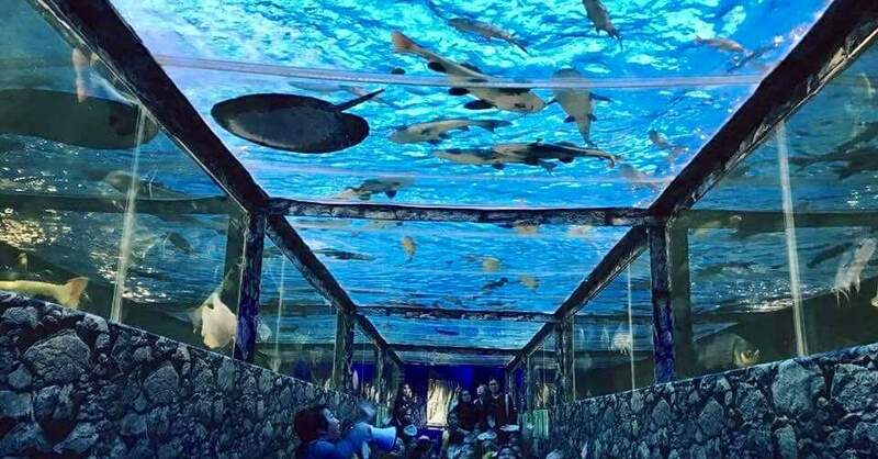 aquaria pluket, aquarium 2024, aquarium 2567, dolphinarium pattaya, monsters aquarium pattaya, sea life bangkok, sea life bangkok ocean world, sisaket aquarium, under water world, waghor aquarium, ซีไลฟ์ แบงคอก, ซีไลฟ์เปิดโซนใหม่, บึงฉวาก, บึงฉวากเฉลิมพระเกียรติ, พัทยา ดอลฟินนาเรียม, พิพิธภัณฑ์สัตว์น้ำ 2024, พิพิธภัณฑ์สัตว์น้ำ 2567, พิพิธภัณฑ์สัตว์น้ำบางแสน, พิพิธภัณฑ์สัตว์น้ำหว้ากอ, มอนสเตอร์ อควาเรียม, ศูนย์แสดงพันธุ์สัตว์น้ำศรีสะเกษ, สถานแสดงพันธุ์สัตว์น้ำระยอง, สถาบันวิทยาศาสตร์ทางทะเล, อควาดรียม ระยอง, อควาเรีย ภูเก็ต, อควาเรียม 2024, อควาเรียม 2567, อควาเรียม ม.บูพา, อควาเรียมชลบุรี, อควาเรียมบางแสน, อควาเรียมหว้ากอ, อควาเรียมใกล้กรุงเทพ, อันเดอร์วอเตอร์ เวิลด์, อันเดอร์วอเตอร์ เวิลด์ พัทยา, อุโมงค์ปลา, โลมาพัทยา, top 10+ อควาเรียมในประเทศไทย กรกฎาคม 2024 เด็ดโดนใจ ผจญภัย ตื่นตาตื่นใจไปกับโลกใต้น้ำ