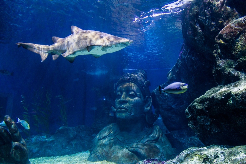 aquaria pluket, aquarium 2024, aquarium 2567, dolphinarium pattaya, monsters aquarium pattaya, sea life bangkok, sea life bangkok ocean world, sisaket aquarium, under water world, waghor aquarium, ซีไลฟ์ แบงคอก, ซีไลฟ์เปิดโซนใหม่, บึงฉวาก, บึงฉวากเฉลิมพระเกียรติ, พัทยา ดอลฟินนาเรียม, พิพิธภัณฑ์สัตว์น้ำ 2024, พิพิธภัณฑ์สัตว์น้ำ 2567, พิพิธภัณฑ์สัตว์น้ำบางแสน, พิพิธภัณฑ์สัตว์น้ำหว้ากอ, มอนสเตอร์ อควาเรียม, ศูนย์แสดงพันธุ์สัตว์น้ำศรีสะเกษ, สถานแสดงพันธุ์สัตว์น้ำระยอง, สถาบันวิทยาศาสตร์ทางทะเล, อควาดรียม ระยอง, อควาเรีย ภูเก็ต, อควาเรียม 2024, อควาเรียม 2567, อควาเรียม ม.บูพา, อควาเรียมชลบุรี, อควาเรียมบางแสน, อควาเรียมหว้ากอ, อควาเรียมใกล้กรุงเทพ, อันเดอร์วอเตอร์ เวิลด์, อันเดอร์วอเตอร์ เวิลด์ พัทยา, อุโมงค์ปลา, โลมาพัทยา, top 10+ อควาเรียมในประเทศไทย กรกฎาคม 2024 เด็ดโดนใจ ผจญภัย ตื่นตาตื่นใจไปกับโลกใต้น้ำ