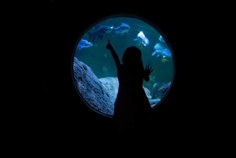 aquaria pluket, aquarium 2024, aquarium 2567, dolphinarium pattaya, monsters aquarium pattaya, sea life bangkok, sea life bangkok ocean world, sisaket aquarium, under water world, waghor aquarium, ซีไลฟ์ แบงคอก, ซีไลฟ์เปิดโซนใหม่, บึงฉวาก, บึงฉวากเฉลิมพระเกียรติ, พัทยา ดอลฟินนาเรียม, พิพิธภัณฑ์สัตว์น้ำ 2024, พิพิธภัณฑ์สัตว์น้ำ 2567, พิพิธภัณฑ์สัตว์น้ำบางแสน, พิพิธภัณฑ์สัตว์น้ำหว้ากอ, มอนสเตอร์ อควาเรียม, ศูนย์แสดงพันธุ์สัตว์น้ำศรีสะเกษ, สถานแสดงพันธุ์สัตว์น้ำระยอง, สถาบันวิทยาศาสตร์ทางทะเล, อควาดรียม ระยอง, อควาเรีย ภูเก็ต, อควาเรียม 2024, อควาเรียม 2567, อควาเรียม ม.บูพา, อควาเรียมชลบุรี, อควาเรียมบางแสน, อควาเรียมหว้ากอ, อควาเรียมใกล้กรุงเทพ, อันเดอร์วอเตอร์ เวิลด์, อันเดอร์วอเตอร์ เวิลด์ พัทยา, อุโมงค์ปลา, โลมาพัทยา, top 10+ อควาเรียมในประเทศไทย กรกฎาคม 2024 เด็ดโดนใจ ผจญภัย ตื่นตาตื่นใจไปกับโลกใต้น้ำ