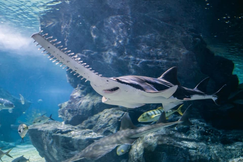 aquaria pluket, aquarium 2024, aquarium 2567, dolphinarium pattaya, monsters aquarium pattaya, sea life bangkok, sea life bangkok ocean world, sisaket aquarium, under water world, waghor aquarium, ซีไลฟ์ แบงคอก, ซีไลฟ์เปิดโซนใหม่, บึงฉวาก, บึงฉวากเฉลิมพระเกียรติ, พัทยา ดอลฟินนาเรียม, พิพิธภัณฑ์สัตว์น้ำ 2024, พิพิธภัณฑ์สัตว์น้ำ 2567, พิพิธภัณฑ์สัตว์น้ำบางแสน, พิพิธภัณฑ์สัตว์น้ำหว้ากอ, มอนสเตอร์ อควาเรียม, ศูนย์แสดงพันธุ์สัตว์น้ำศรีสะเกษ, สถานแสดงพันธุ์สัตว์น้ำระยอง, สถาบันวิทยาศาสตร์ทางทะเล, อควาดรียม ระยอง, อควาเรีย ภูเก็ต, อควาเรียม 2024, อควาเรียม 2567, อควาเรียม ม.บูพา, อควาเรียมชลบุรี, อควาเรียมบางแสน, อควาเรียมหว้ากอ, อควาเรียมใกล้กรุงเทพ, อันเดอร์วอเตอร์ เวิลด์, อันเดอร์วอเตอร์ เวิลด์ พัทยา, อุโมงค์ปลา, โลมาพัทยา, top 10+ อควาเรียมในประเทศไทย กรกฎาคม 2024 เด็ดโดนใจ ผจญภัย ตื่นตาตื่นใจไปกับโลกใต้น้ำ
