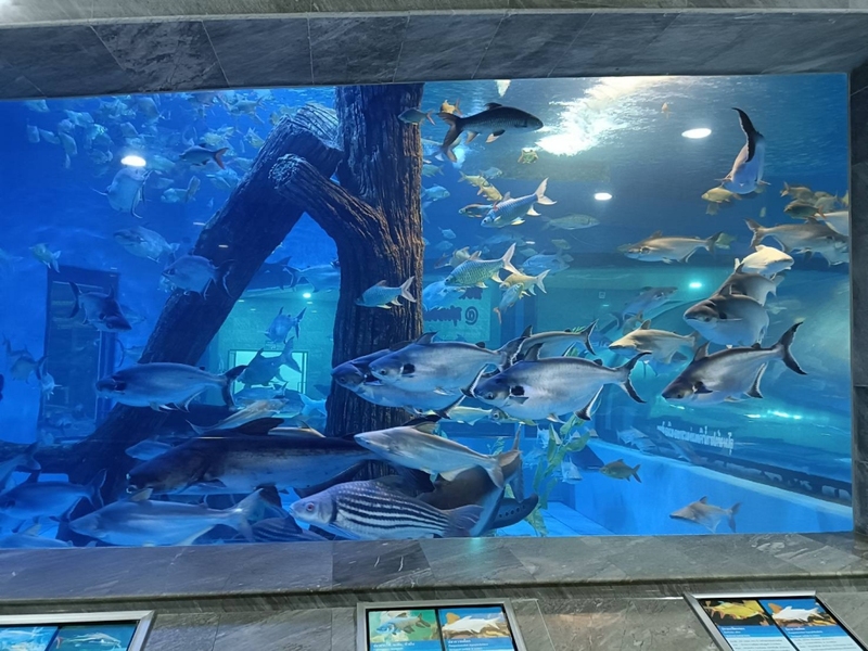 aquaria pluket, aquarium 2024, aquarium 2567, dolphinarium pattaya, monsters aquarium pattaya, sea life bangkok, sea life bangkok ocean world, sisaket aquarium, under water world, waghor aquarium, ซีไลฟ์ แบงคอก, ซีไลฟ์เปิดโซนใหม่, บึงฉวาก, บึงฉวากเฉลิมพระเกียรติ, พัทยา ดอลฟินนาเรียม, พิพิธภัณฑ์สัตว์น้ำ 2024, พิพิธภัณฑ์สัตว์น้ำ 2567, พิพิธภัณฑ์สัตว์น้ำบางแสน, พิพิธภัณฑ์สัตว์น้ำหว้ากอ, มอนสเตอร์ อควาเรียม, ศูนย์แสดงพันธุ์สัตว์น้ำศรีสะเกษ, สถานแสดงพันธุ์สัตว์น้ำระยอง, สถาบันวิทยาศาสตร์ทางทะเล, อควาดรียม ระยอง, อควาเรีย ภูเก็ต, อควาเรียม 2024, อควาเรียม 2567, อควาเรียม ม.บูพา, อควาเรียมชลบุรี, อควาเรียมบางแสน, อควาเรียมหว้ากอ, อควาเรียมใกล้กรุงเทพ, อันเดอร์วอเตอร์ เวิลด์, อันเดอร์วอเตอร์ เวิลด์ พัทยา, อุโมงค์ปลา, โลมาพัทยา, top 10+ อควาเรียมในประเทศไทย กรกฎาคม 2024 เด็ดโดนใจ ผจญภัย ตื่นตาตื่นใจไปกับโลกใต้น้ำ