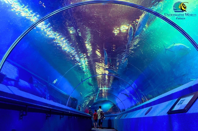 aquaria pluket, aquarium 2024, aquarium 2567, dolphinarium pattaya, monsters aquarium pattaya, sea life bangkok, sea life bangkok ocean world, sisaket aquarium, under water world, waghor aquarium, ซีไลฟ์ แบงคอก, ซีไลฟ์เปิดโซนใหม่, บึงฉวาก, บึงฉวากเฉลิมพระเกียรติ, พัทยา ดอลฟินนาเรียม, พิพิธภัณฑ์สัตว์น้ำ 2024, พิพิธภัณฑ์สัตว์น้ำ 2567, พิพิธภัณฑ์สัตว์น้ำบางแสน, พิพิธภัณฑ์สัตว์น้ำหว้ากอ, มอนสเตอร์ อควาเรียม, ศูนย์แสดงพันธุ์สัตว์น้ำศรีสะเกษ, สถานแสดงพันธุ์สัตว์น้ำระยอง, สถาบันวิทยาศาสตร์ทางทะเล, อควาดรียม ระยอง, อควาเรีย ภูเก็ต, อควาเรียม 2024, อควาเรียม 2567, อควาเรียม ม.บูพา, อควาเรียมชลบุรี, อควาเรียมบางแสน, อควาเรียมหว้ากอ, อควาเรียมใกล้กรุงเทพ, อันเดอร์วอเตอร์ เวิลด์, อันเดอร์วอเตอร์ เวิลด์ พัทยา, อุโมงค์ปลา, โลมาพัทยา, top 10+ อควาเรียมในประเทศไทย กรกฎาคม 2024 เด็ดโดนใจ ผจญภัย ตื่นตาตื่นใจไปกับโลกใต้น้ำ