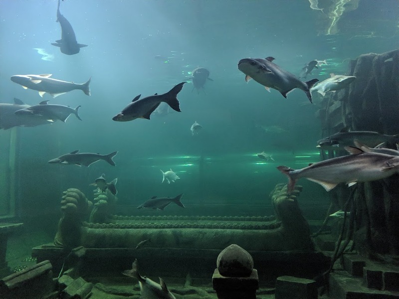 aquaria pluket, aquarium 2024, aquarium 2567, dolphinarium pattaya, monsters aquarium pattaya, sea life bangkok, sea life bangkok ocean world, sisaket aquarium, under water world, waghor aquarium, ซีไลฟ์ แบงคอก, ซีไลฟ์เปิดโซนใหม่, บึงฉวาก, บึงฉวากเฉลิมพระเกียรติ, พัทยา ดอลฟินนาเรียม, พิพิธภัณฑ์สัตว์น้ำ 2024, พิพิธภัณฑ์สัตว์น้ำ 2567, พิพิธภัณฑ์สัตว์น้ำบางแสน, พิพิธภัณฑ์สัตว์น้ำหว้ากอ, มอนสเตอร์ อควาเรียม, ศูนย์แสดงพันธุ์สัตว์น้ำศรีสะเกษ, สถานแสดงพันธุ์สัตว์น้ำระยอง, สถาบันวิทยาศาสตร์ทางทะเล, อควาดรียม ระยอง, อควาเรีย ภูเก็ต, อควาเรียม 2024, อควาเรียม 2567, อควาเรียม ม.บูพา, อควาเรียมชลบุรี, อควาเรียมบางแสน, อควาเรียมหว้ากอ, อควาเรียมใกล้กรุงเทพ, อันเดอร์วอเตอร์ เวิลด์, อันเดอร์วอเตอร์ เวิลด์ พัทยา, อุโมงค์ปลา, โลมาพัทยา, top 10+ อควาเรียมในประเทศไทย กรกฎาคม 2024 เด็ดโดนใจ ผจญภัย ตื่นตาตื่นใจไปกับโลกใต้น้ำ
