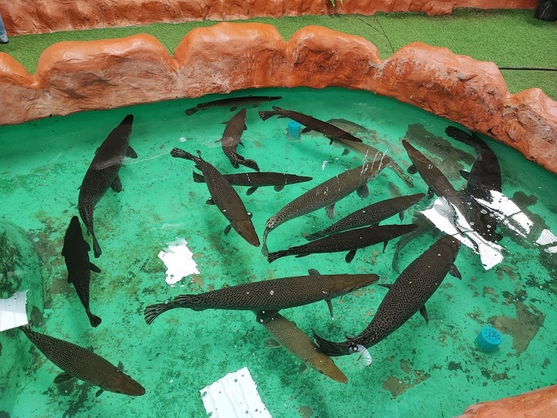 aquaria pluket, aquarium 2024, aquarium 2567, dolphinarium pattaya, monsters aquarium pattaya, sea life bangkok, sea life bangkok ocean world, sisaket aquarium, under water world, waghor aquarium, ซีไลฟ์ แบงคอก, ซีไลฟ์เปิดโซนใหม่, บึงฉวาก, บึงฉวากเฉลิมพระเกียรติ, พัทยา ดอลฟินนาเรียม, พิพิธภัณฑ์สัตว์น้ำ 2024, พิพิธภัณฑ์สัตว์น้ำ 2567, พิพิธภัณฑ์สัตว์น้ำบางแสน, พิพิธภัณฑ์สัตว์น้ำหว้ากอ, มอนสเตอร์ อควาเรียม, ศูนย์แสดงพันธุ์สัตว์น้ำศรีสะเกษ, สถานแสดงพันธุ์สัตว์น้ำระยอง, สถาบันวิทยาศาสตร์ทางทะเล, อควาดรียม ระยอง, อควาเรีย ภูเก็ต, อควาเรียม 2024, อควาเรียม 2567, อควาเรียม ม.บูพา, อควาเรียมชลบุรี, อควาเรียมบางแสน, อควาเรียมหว้ากอ, อควาเรียมใกล้กรุงเทพ, อันเดอร์วอเตอร์ เวิลด์, อันเดอร์วอเตอร์ เวิลด์ พัทยา, อุโมงค์ปลา, โลมาพัทยา, top 10+ อควาเรียมในประเทศไทย กรกฎาคม 2024 เด็ดโดนใจ ผจญภัย ตื่นตาตื่นใจไปกับโลกใต้น้ำ
