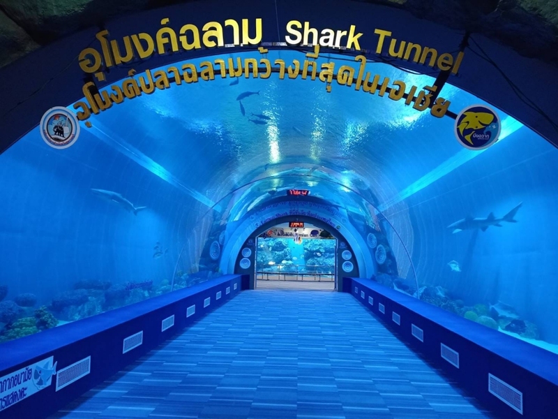 aquaria pluket, aquarium 2024, aquarium 2567, dolphinarium pattaya, monsters aquarium pattaya, sea life bangkok, sea life bangkok ocean world, sisaket aquarium, under water world, waghor aquarium, ซีไลฟ์ แบงคอก, ซีไลฟ์เปิดโซนใหม่, บึงฉวาก, บึงฉวากเฉลิมพระเกียรติ, พัทยา ดอลฟินนาเรียม, พิพิธภัณฑ์สัตว์น้ำ 2024, พิพิธภัณฑ์สัตว์น้ำ 2567, พิพิธภัณฑ์สัตว์น้ำบางแสน, พิพิธภัณฑ์สัตว์น้ำหว้ากอ, มอนสเตอร์ อควาเรียม, ศูนย์แสดงพันธุ์สัตว์น้ำศรีสะเกษ, สถานแสดงพันธุ์สัตว์น้ำระยอง, สถาบันวิทยาศาสตร์ทางทะเล, อควาดรียม ระยอง, อควาเรีย ภูเก็ต, อควาเรียม 2024, อควาเรียม 2567, อควาเรียม ม.บูพา, อควาเรียมชลบุรี, อควาเรียมบางแสน, อควาเรียมหว้ากอ, อควาเรียมใกล้กรุงเทพ, อันเดอร์วอเตอร์ เวิลด์, อันเดอร์วอเตอร์ เวิลด์ พัทยา, อุโมงค์ปลา, โลมาพัทยา, top 10+ อควาเรียมในประเทศไทย กรกฎาคม 2024 เด็ดโดนใจ ผจญภัย ตื่นตาตื่นใจไปกับโลกใต้น้ำ