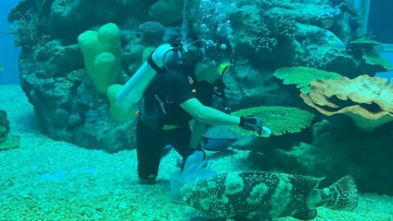 aquaria pluket, aquarium 2024, aquarium 2567, dolphinarium pattaya, monsters aquarium pattaya, sea life bangkok, sea life bangkok ocean world, sisaket aquarium, under water world, waghor aquarium, ซีไลฟ์ แบงคอก, ซีไลฟ์เปิดโซนใหม่, บึงฉวาก, บึงฉวากเฉลิมพระเกียรติ, พัทยา ดอลฟินนาเรียม, พิพิธภัณฑ์สัตว์น้ำ 2024, พิพิธภัณฑ์สัตว์น้ำ 2567, พิพิธภัณฑ์สัตว์น้ำบางแสน, พิพิธภัณฑ์สัตว์น้ำหว้ากอ, มอนสเตอร์ อควาเรียม, ศูนย์แสดงพันธุ์สัตว์น้ำศรีสะเกษ, สถานแสดงพันธุ์สัตว์น้ำระยอง, สถาบันวิทยาศาสตร์ทางทะเล, อควาดรียม ระยอง, อควาเรีย ภูเก็ต, อควาเรียม 2024, อควาเรียม 2567, อควาเรียม ม.บูพา, อควาเรียมชลบุรี, อควาเรียมบางแสน, อควาเรียมหว้ากอ, อควาเรียมใกล้กรุงเทพ, อันเดอร์วอเตอร์ เวิลด์, อันเดอร์วอเตอร์ เวิลด์ พัทยา, อุโมงค์ปลา, โลมาพัทยา, top 10+ อควาเรียมในประเทศไทย กรกฎาคม 2024 เด็ดโดนใจ ผจญภัย ตื่นตาตื่นใจไปกับโลกใต้น้ำ