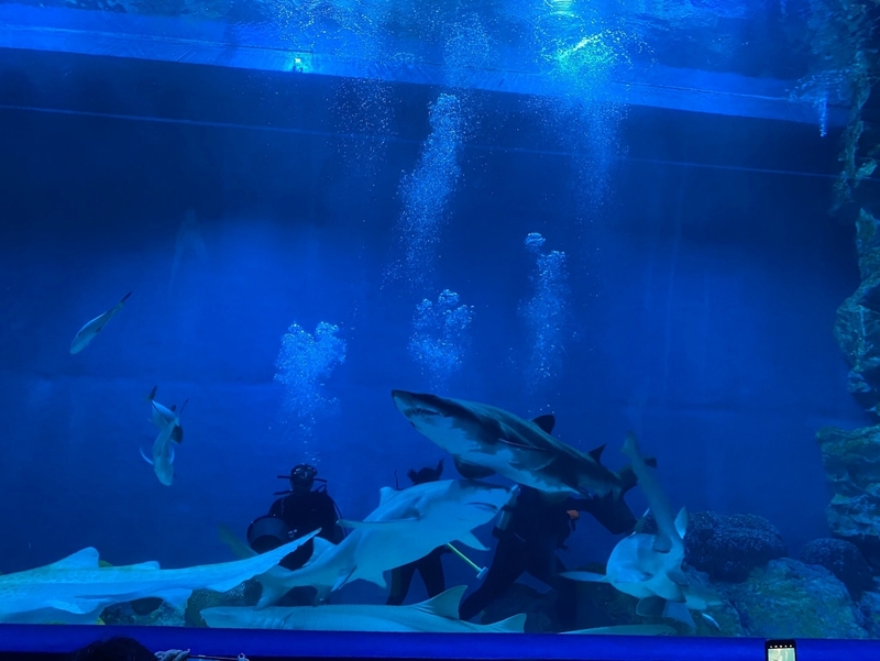 aquaria pluket, aquarium 2024, aquarium 2567, dolphinarium pattaya, monsters aquarium pattaya, sea life bangkok, sea life bangkok ocean world, sisaket aquarium, under water world, waghor aquarium, ซีไลฟ์ แบงคอก, ซีไลฟ์เปิดโซนใหม่, บึงฉวาก, บึงฉวากเฉลิมพระเกียรติ, พัทยา ดอลฟินนาเรียม, พิพิธภัณฑ์สัตว์น้ำ 2024, พิพิธภัณฑ์สัตว์น้ำ 2567, พิพิธภัณฑ์สัตว์น้ำบางแสน, พิพิธภัณฑ์สัตว์น้ำหว้ากอ, มอนสเตอร์ อควาเรียม, ศูนย์แสดงพันธุ์สัตว์น้ำศรีสะเกษ, สถานแสดงพันธุ์สัตว์น้ำระยอง, สถาบันวิทยาศาสตร์ทางทะเล, อควาดรียม ระยอง, อควาเรีย ภูเก็ต, อควาเรียม 2024, อควาเรียม 2567, อควาเรียม ม.บูพา, อควาเรียมชลบุรี, อควาเรียมบางแสน, อควาเรียมหว้ากอ, อควาเรียมใกล้กรุงเทพ, อันเดอร์วอเตอร์ เวิลด์, อันเดอร์วอเตอร์ เวิลด์ พัทยา, อุโมงค์ปลา, โลมาพัทยา, top 10+ อควาเรียมในประเทศไทย กรกฎาคม 2024 เด็ดโดนใจ ผจญภัย ตื่นตาตื่นใจไปกับโลกใต้น้ำ